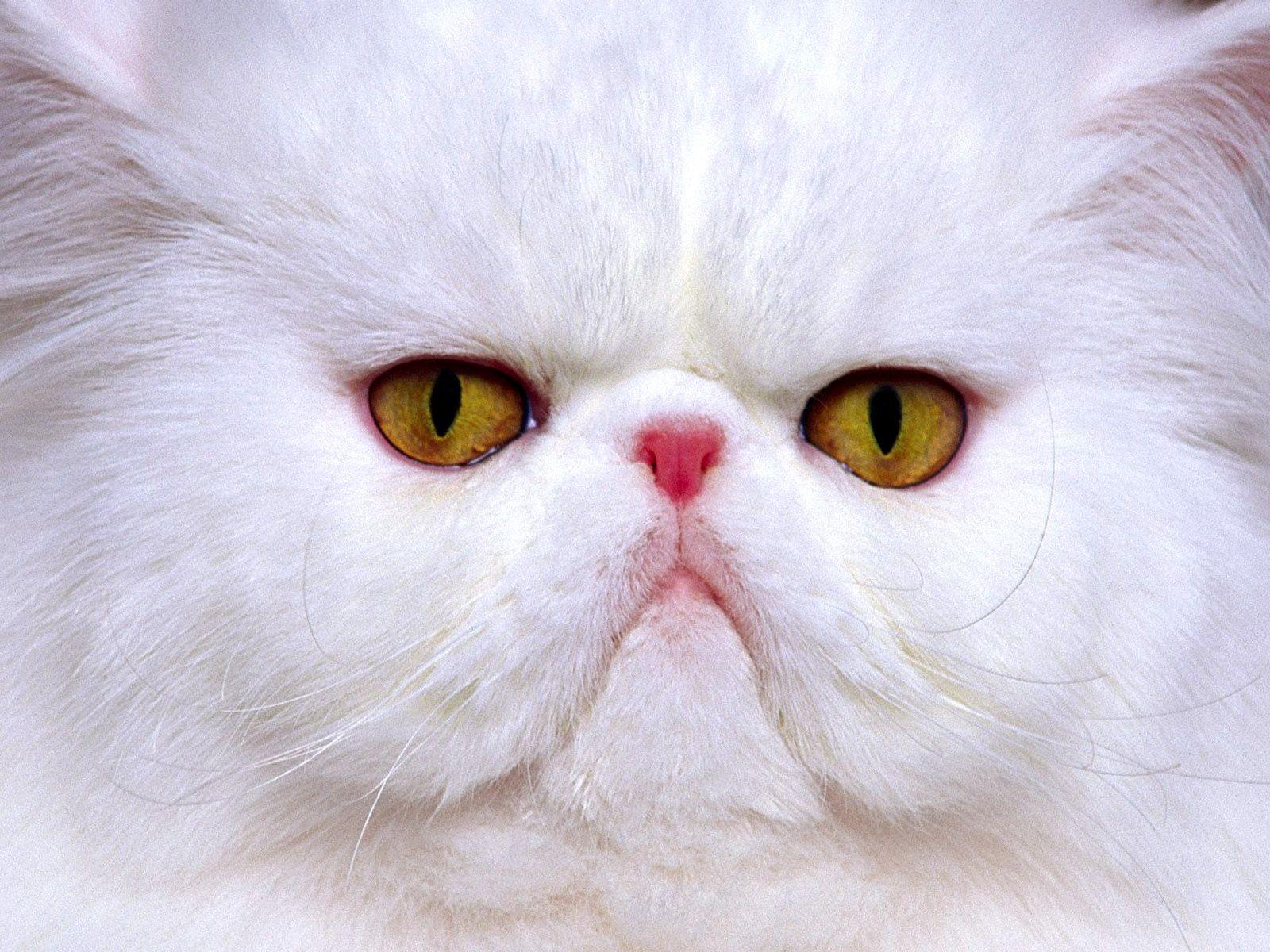 1600x1200 White Persian Cat Wallpaper HD / Desktop and Mobile Background