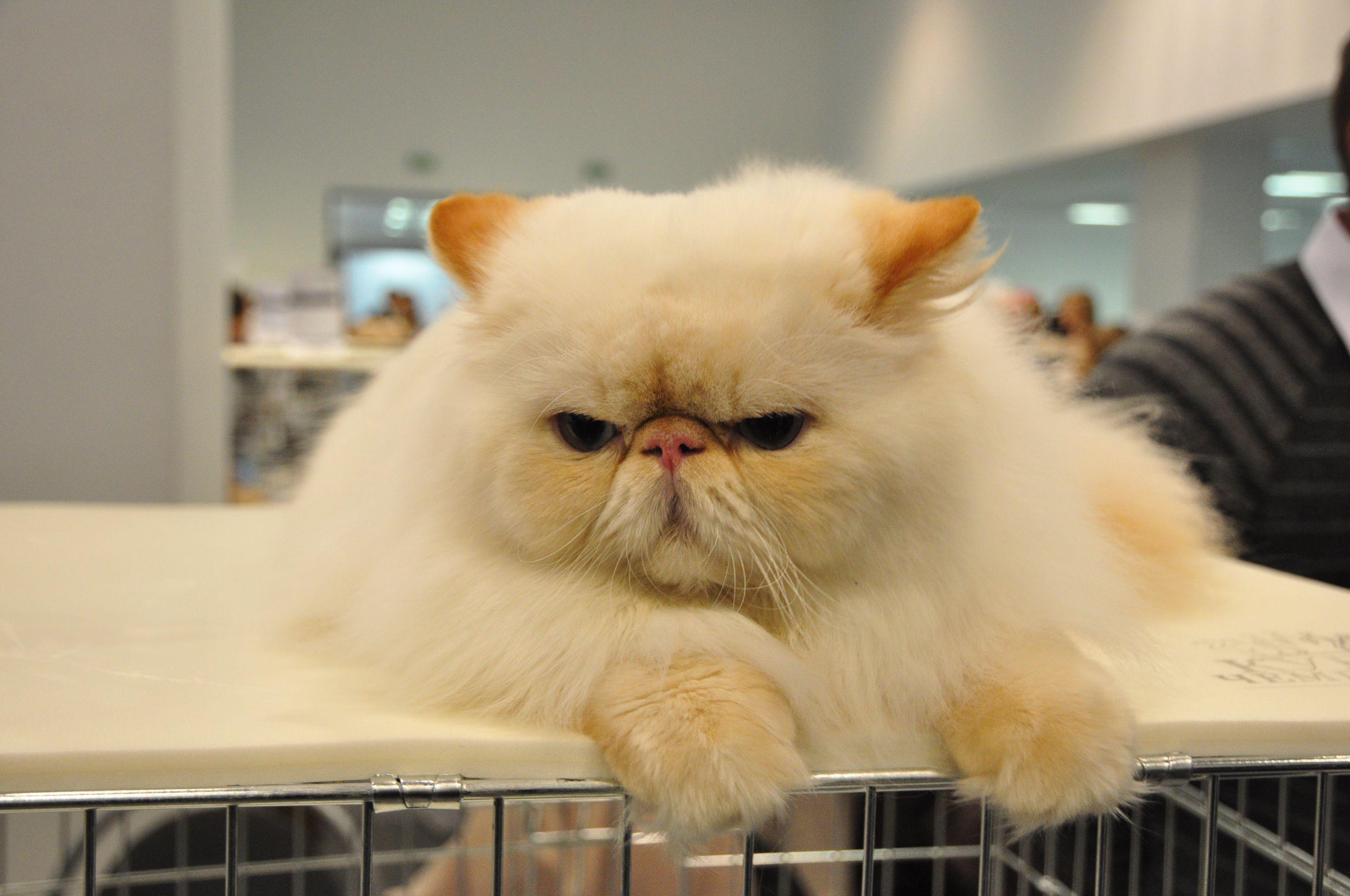 3216x2136 Persian Cat Wallpaper