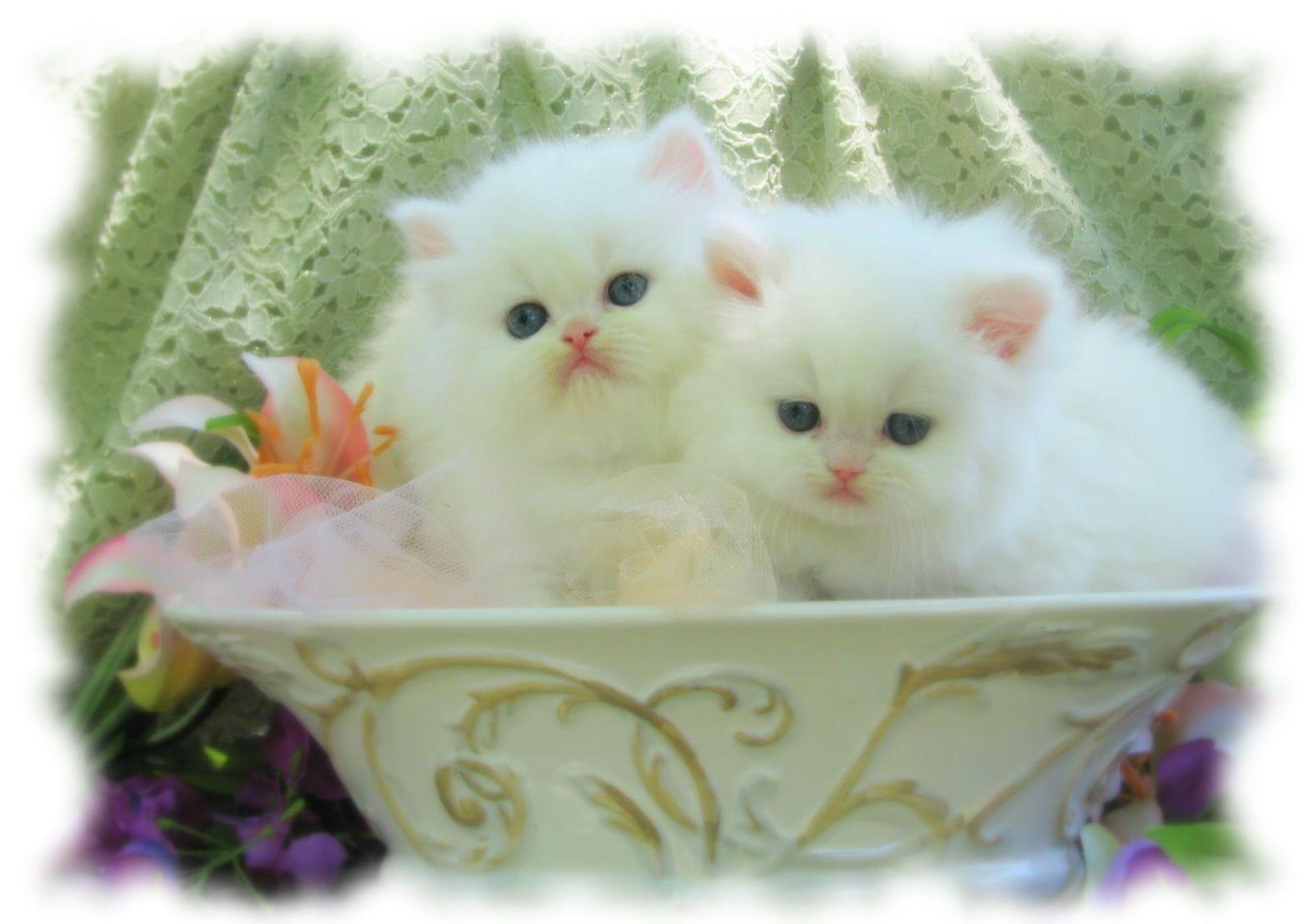 1569x1109 White Cats Wallpaper