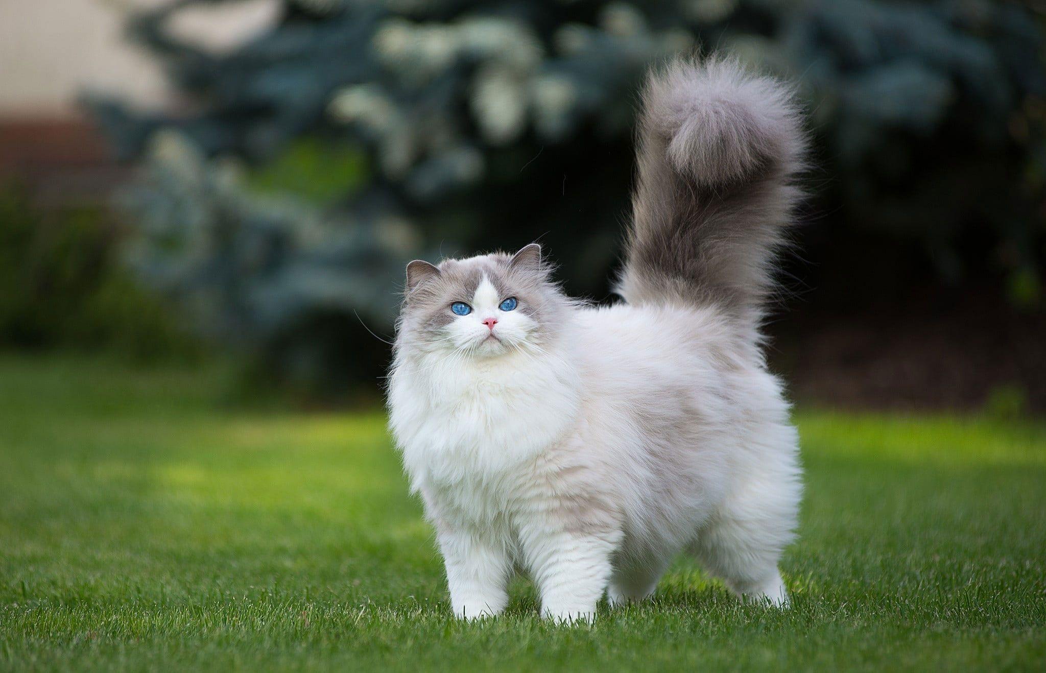 2048x1318 Cute Wallpaper • White and gray Persian cat wallpaper, grass, green, animals, blue eyes • Wallpaper For You The Best Wallpaper For Desktop & Mobile