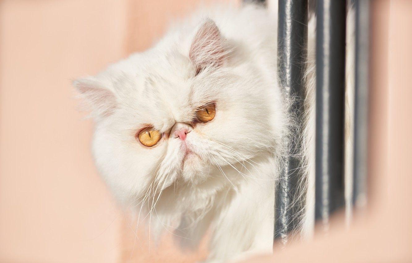 1332x850 Wallpaper look, muzzle, white, fluffy, Persian cat image for desktop, section кошки