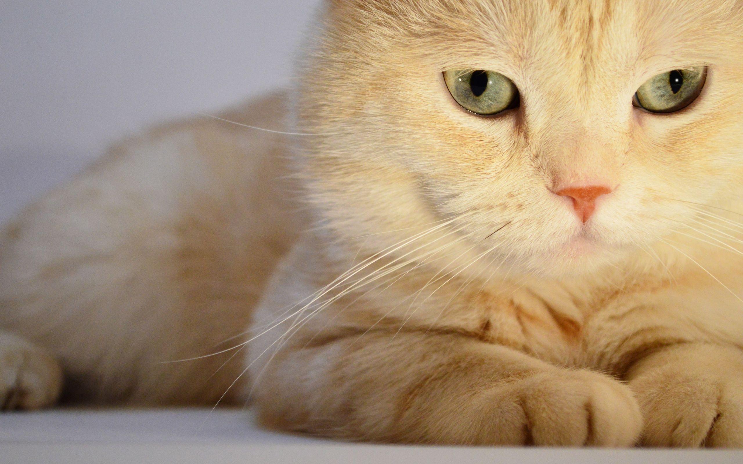 2560x1600 Download Wallpaper Persian Cat, Close Up, White Cat, Fluffy Cat, Cats, Domestic Cats, Pets, Persian For Desktop With Resolution 2560x1600. High Quality HD Picture Wallpaper