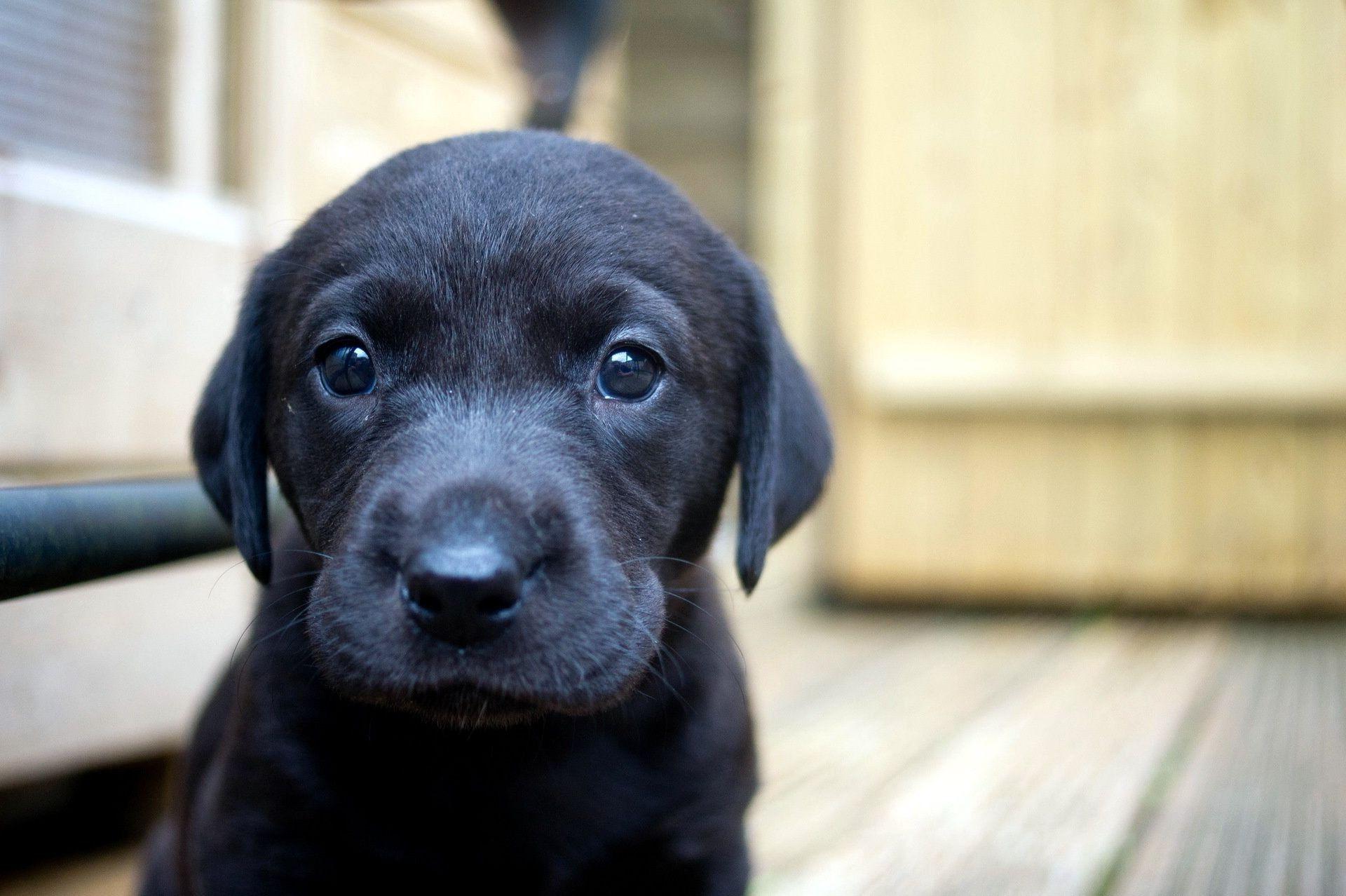 1920x1278 Dog house puppy