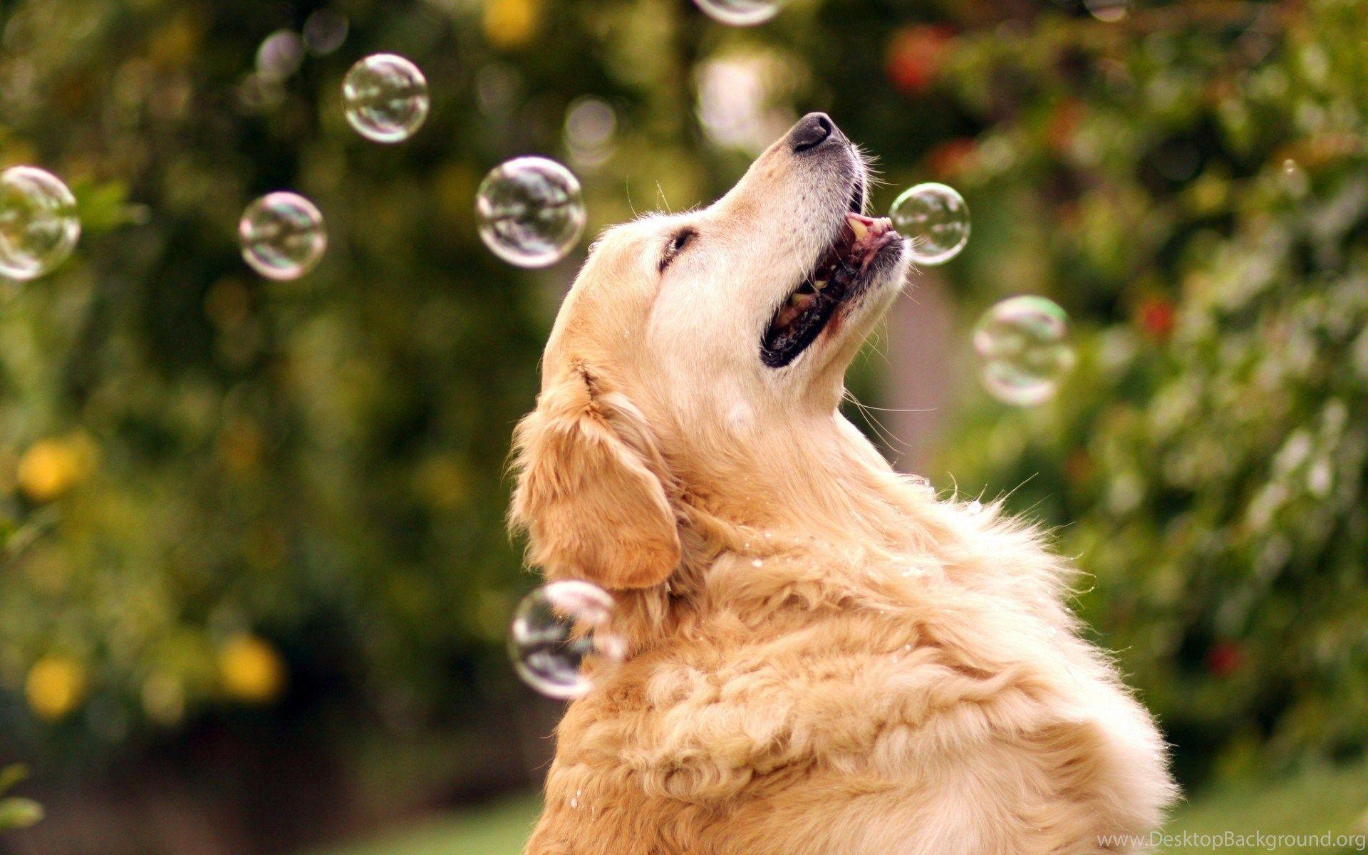 1920x1200 Wallpaper: Dogs Background. Dog Wallpaper For House Windows. Desktop Background