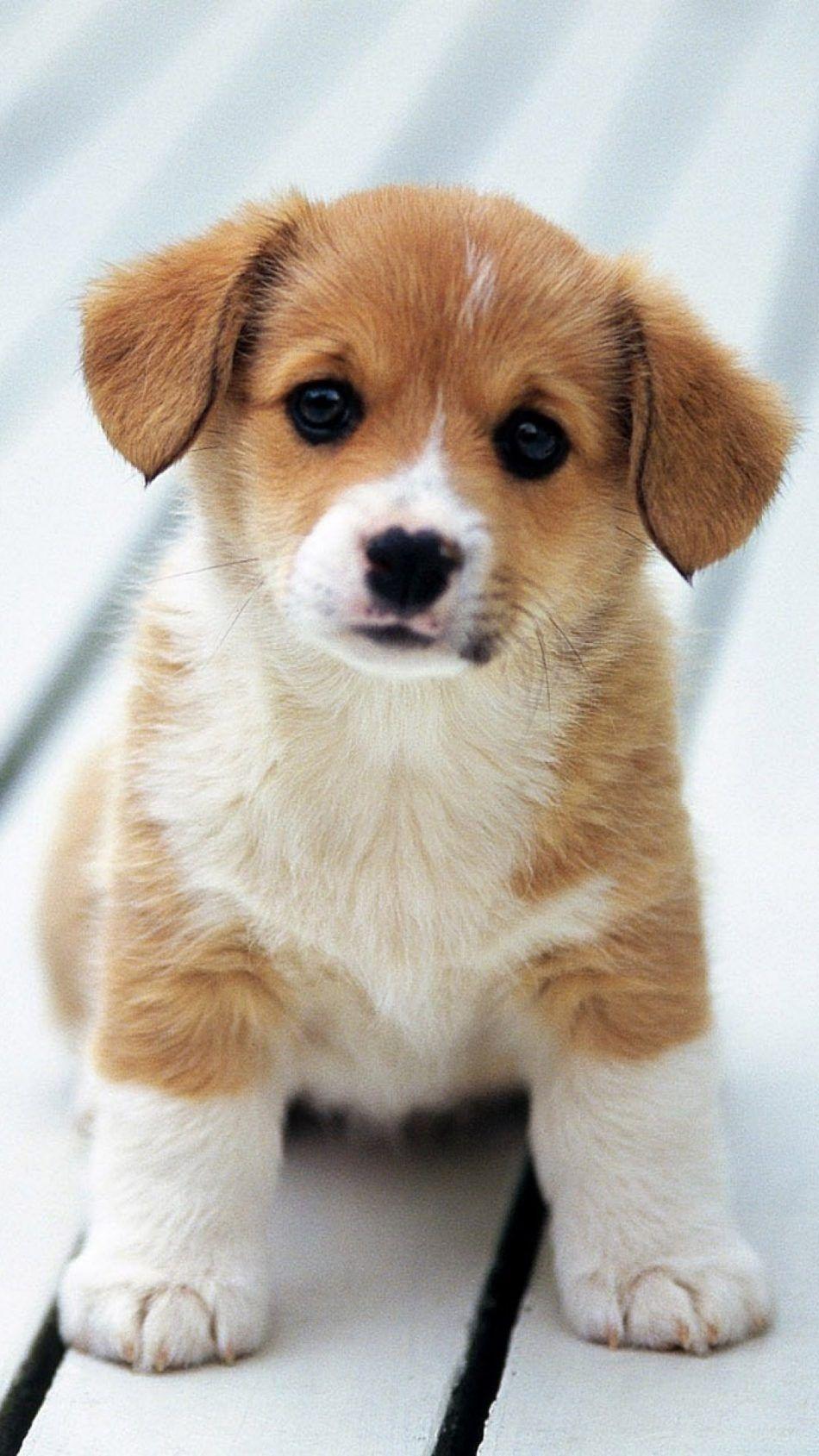 950x1689 Puppy Cute Wallpaper Home Screen Corgi Dog Home Decor