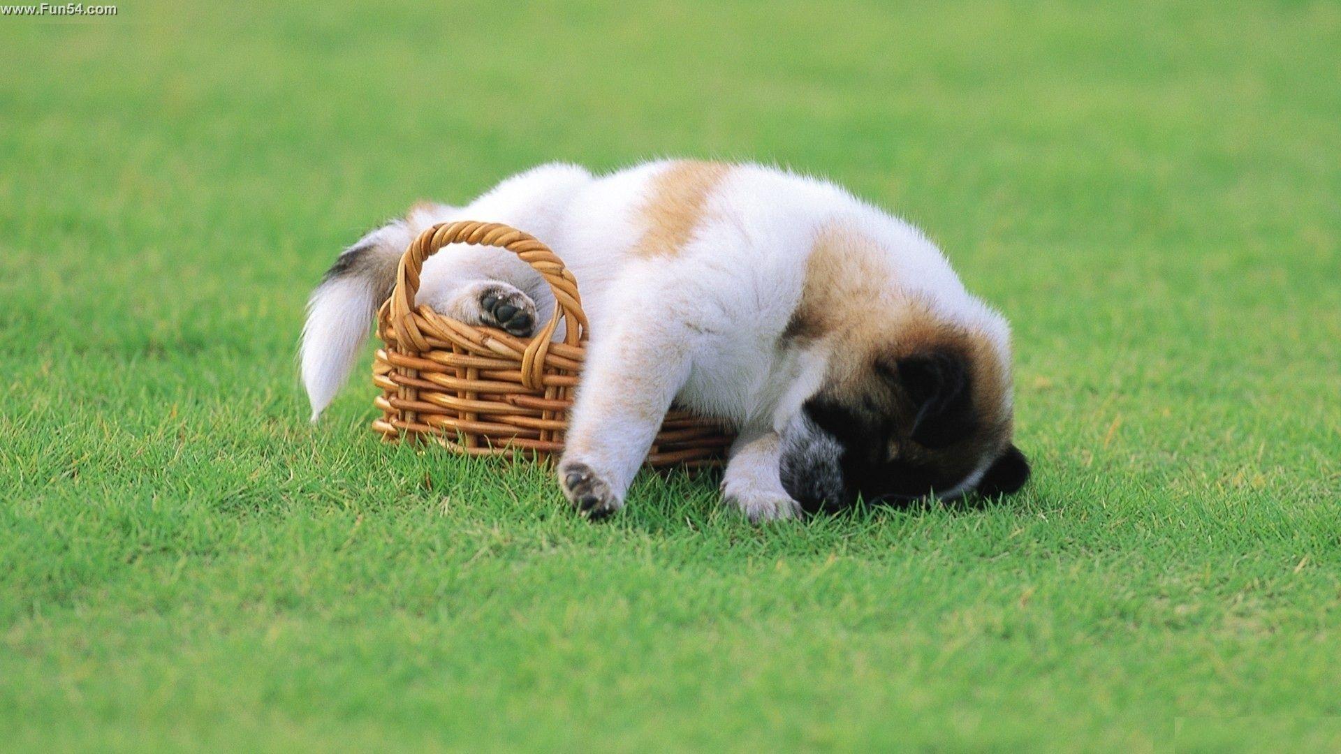 1920x1080 Lovely, Home, Puppy, White, Red, Dog, Full, Screen, Wallpaper