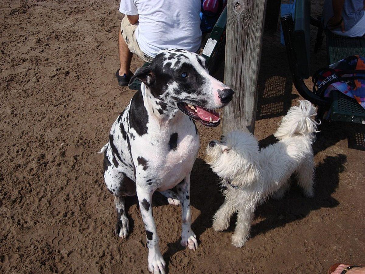 1200x900 Free download Wallpaper Great Dane Dog House 400 X 355 29 Kb Jpeg HD Wallpaper [1200x900] for your Desktop, Mobile & Tablet. Explore Great Dane Wallpaper. Great Dane Wallpaper Borders