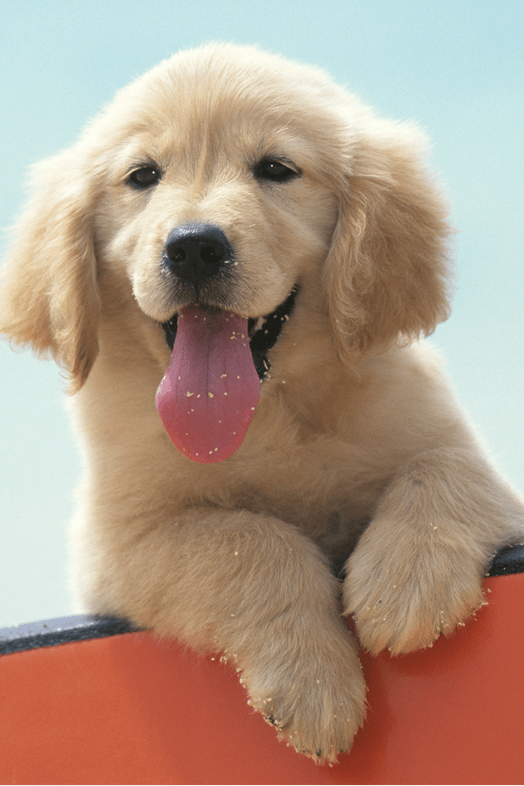 Fluffy Puppy Wallpapers Top Free Fluffy Puppy Backgrounds