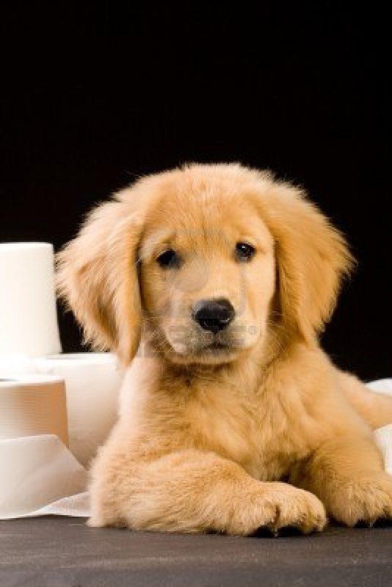 801x1200 soft, fluffy Golden Retriever puppy dog house trained with toilet. Potty training puppy, Dog clicker training, Puppy training