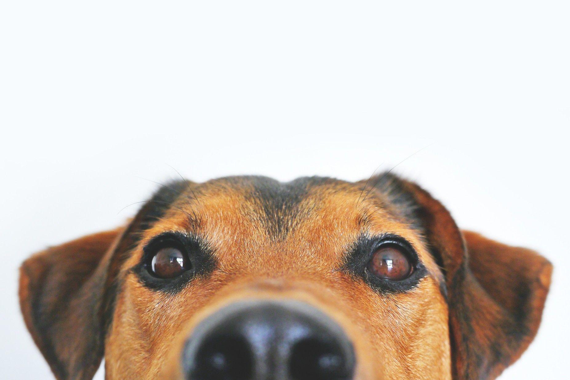 1852x1235 HD Laptop Wallpaper. Buy pets, Pets, Pet dogs