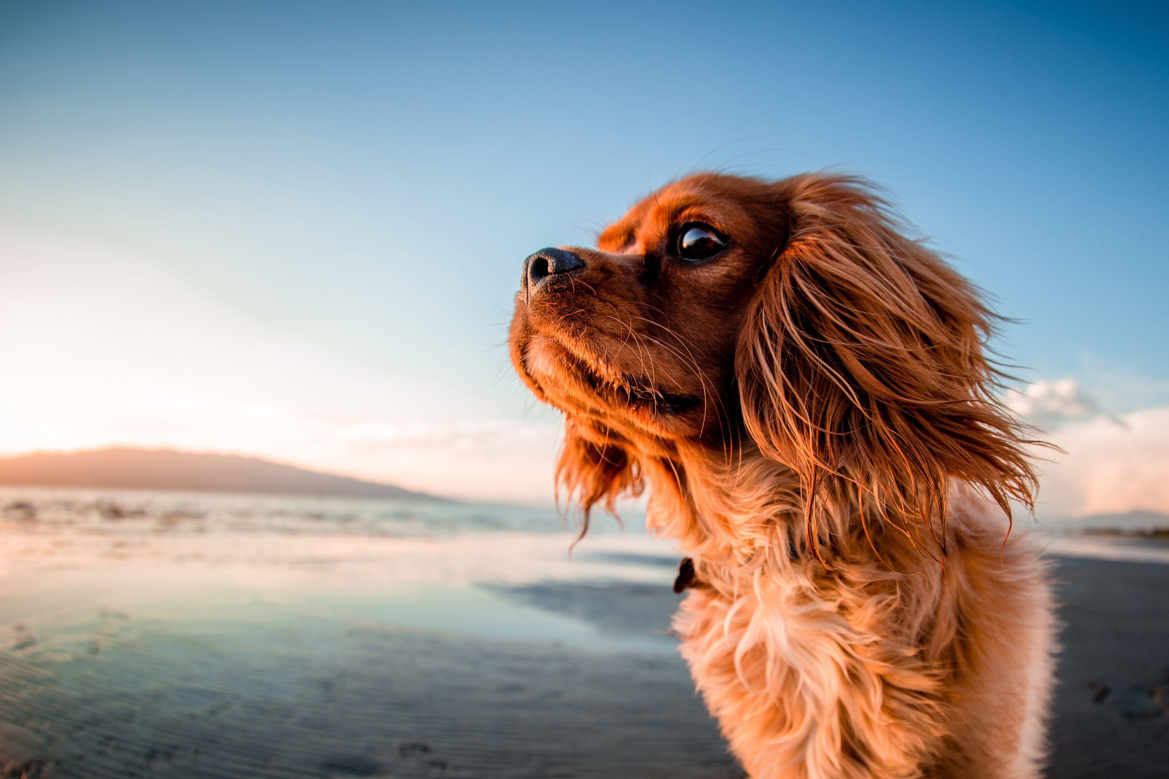 4000x2667 Free Of Dog On The Beach. High Resolution Download. Dog Beach, Dog Photo, Dogs