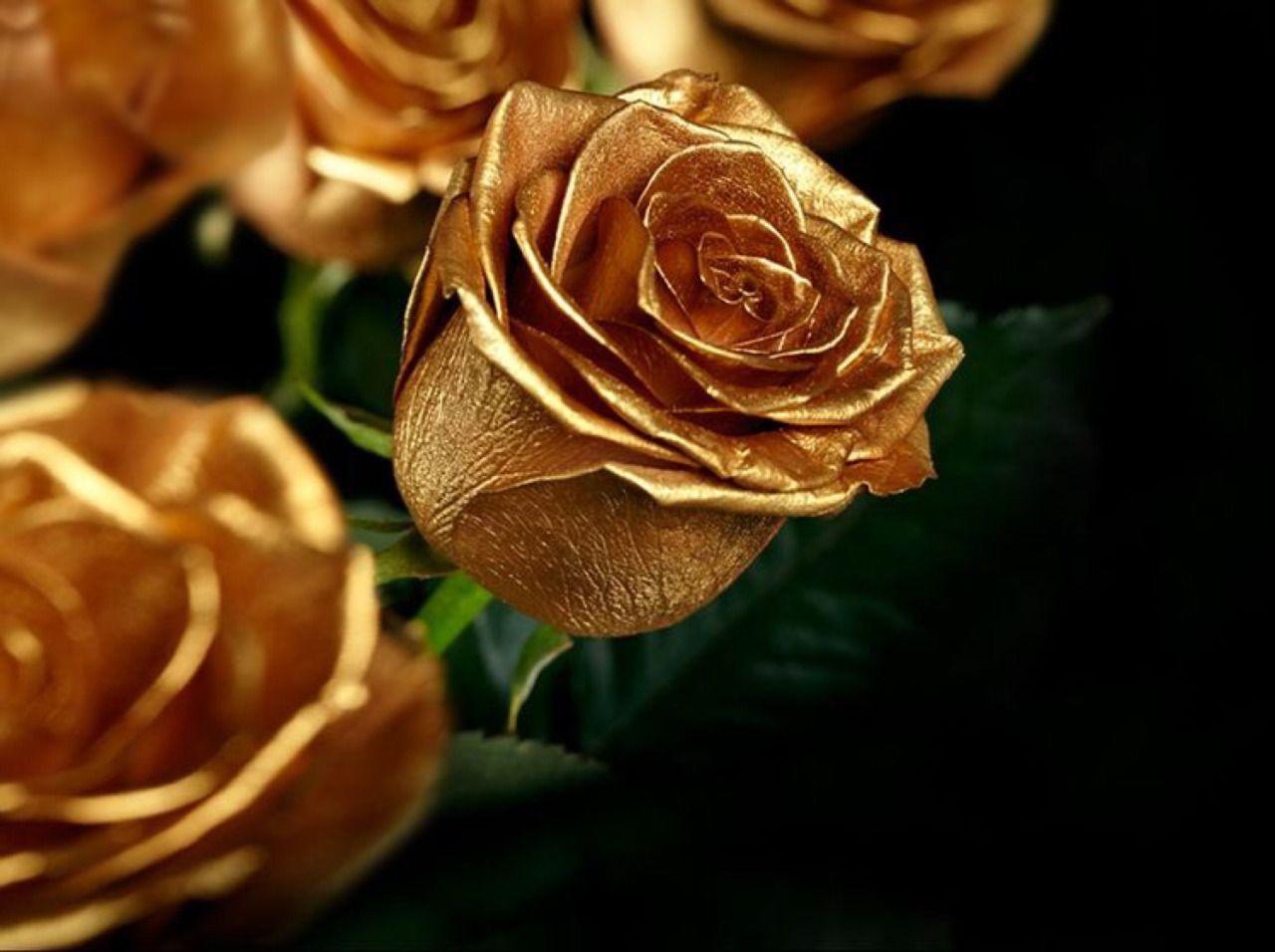 Gold Roses Wallpapers - Top Free Gold Roses Backgrounds - WallpaperAccess