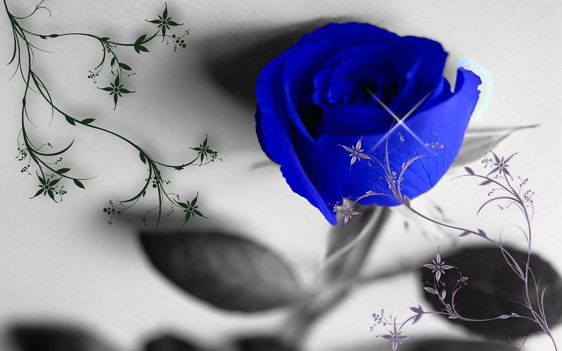 1900x1188 Rosas
