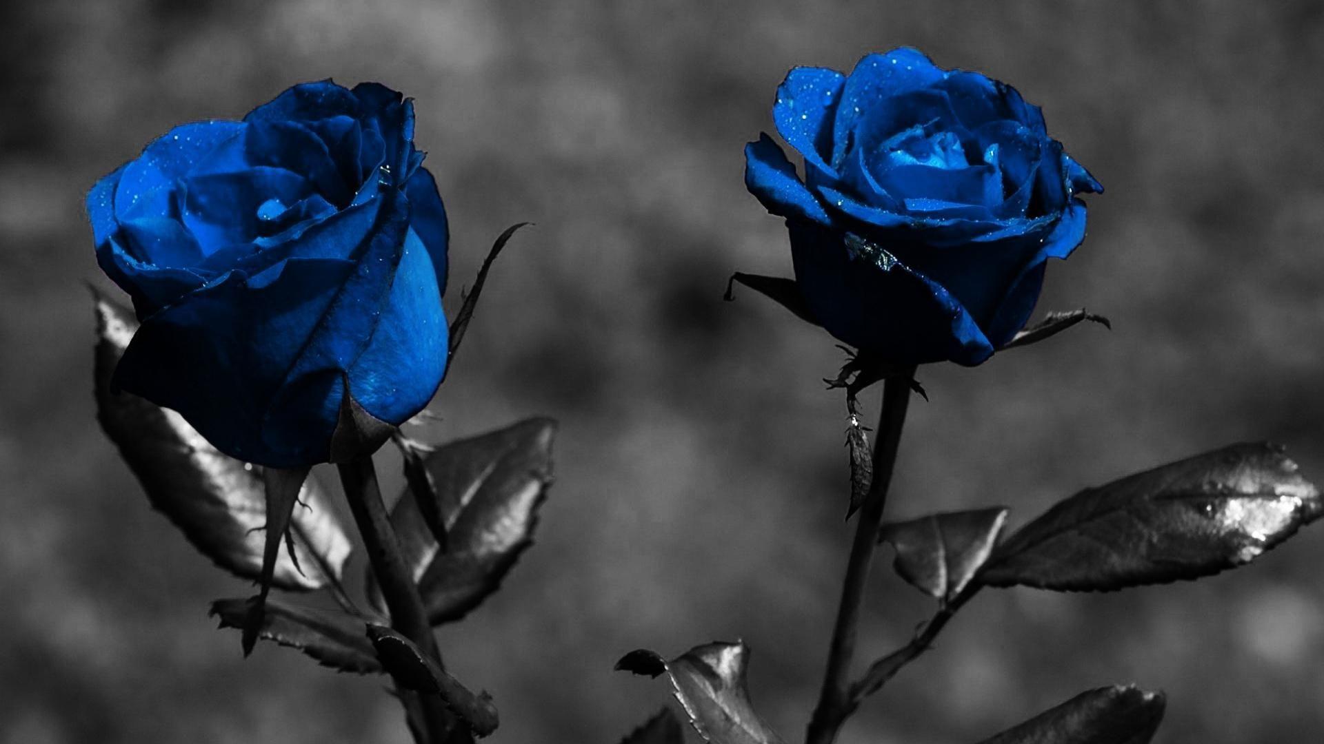 1920x1080 flowers. Blue roses wallpaper, Rose flower wallpaper, Black rose flower