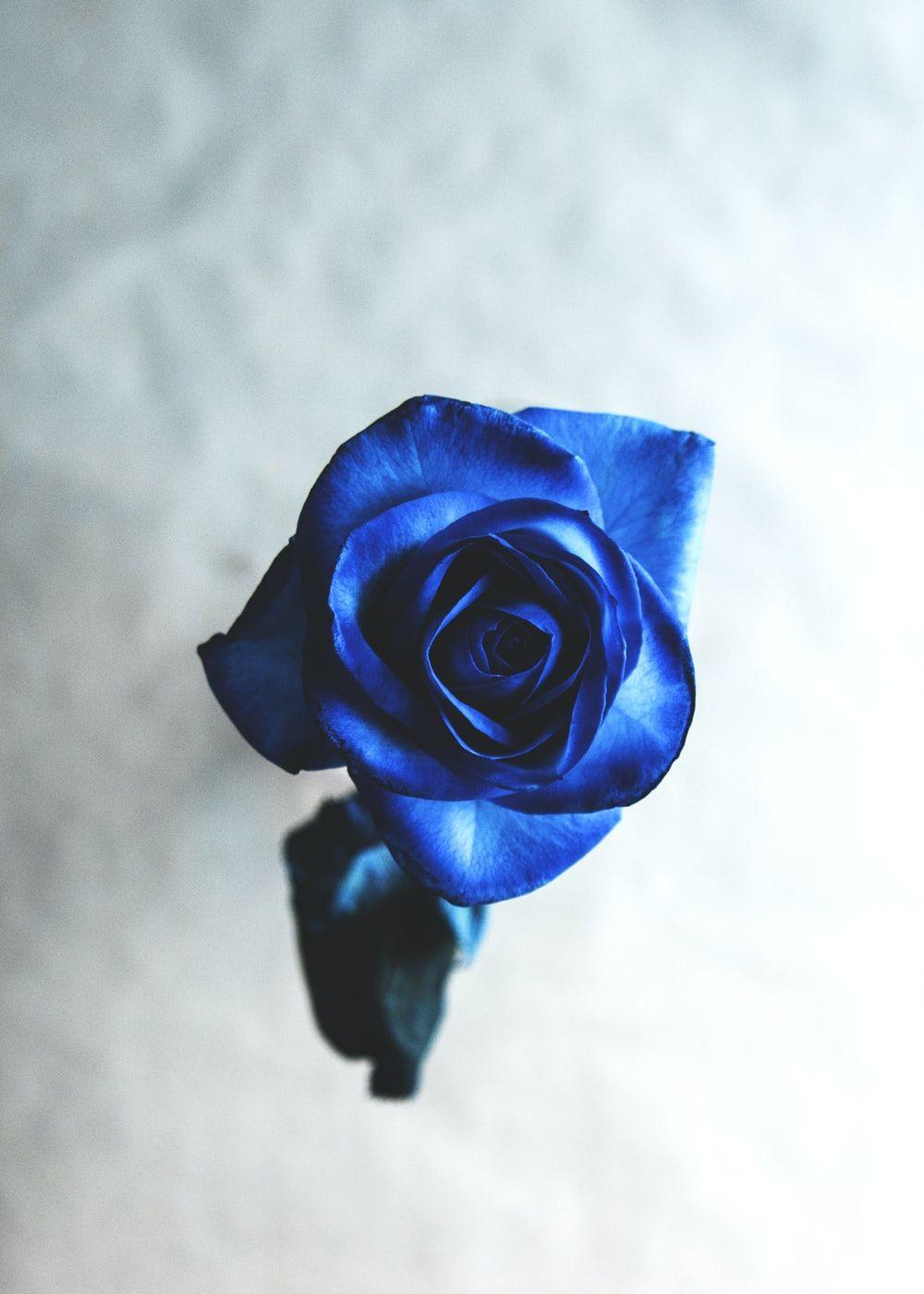 1000x1400 blue rose photo