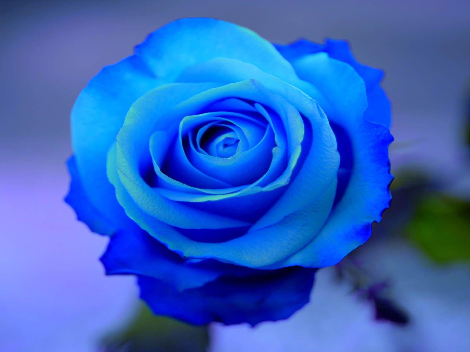 Blue Rose Desktop Wallpapers - Top Free Blue Rose Desktop Backgrounds ...