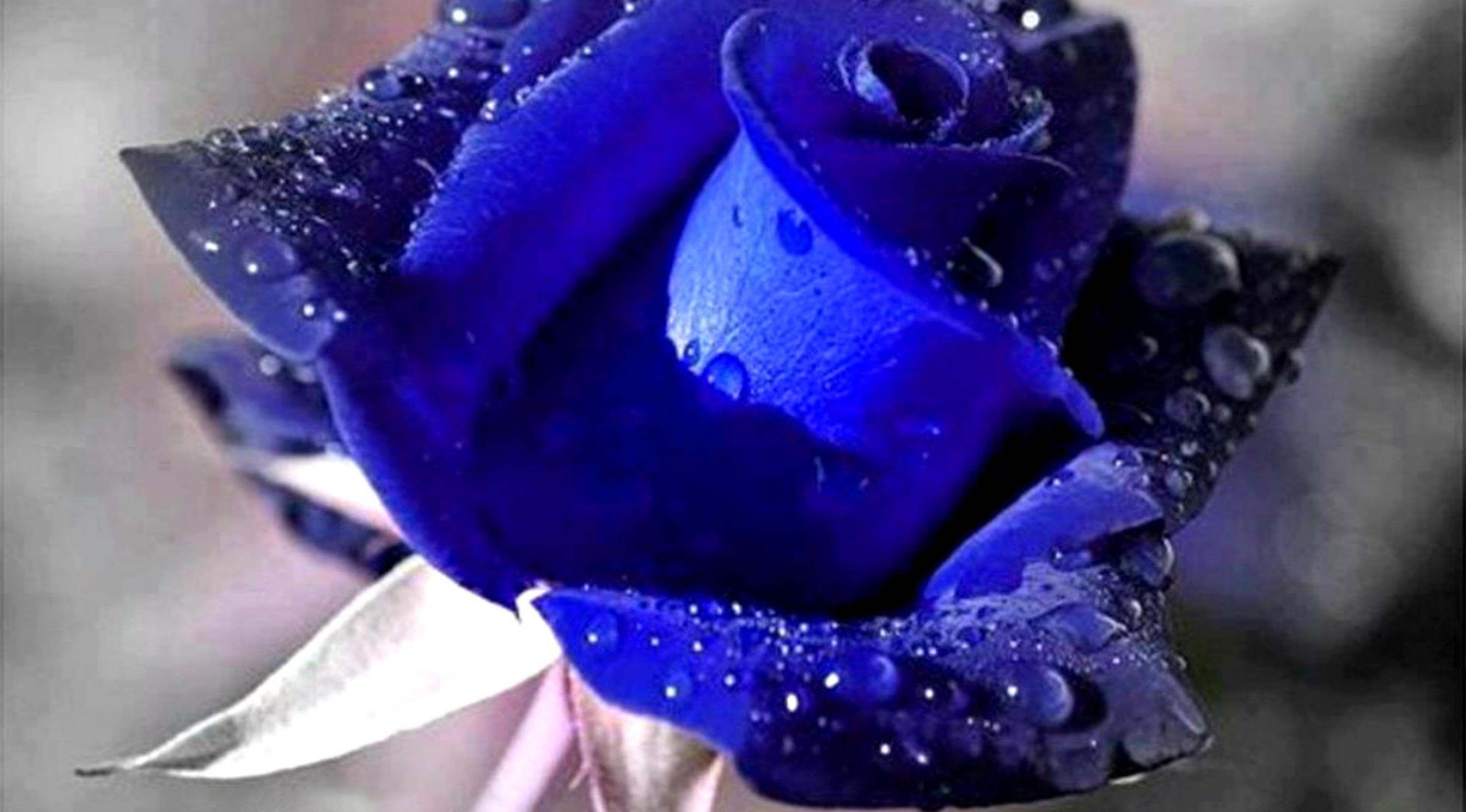 3840x2128 Blue Rose Wallpaper