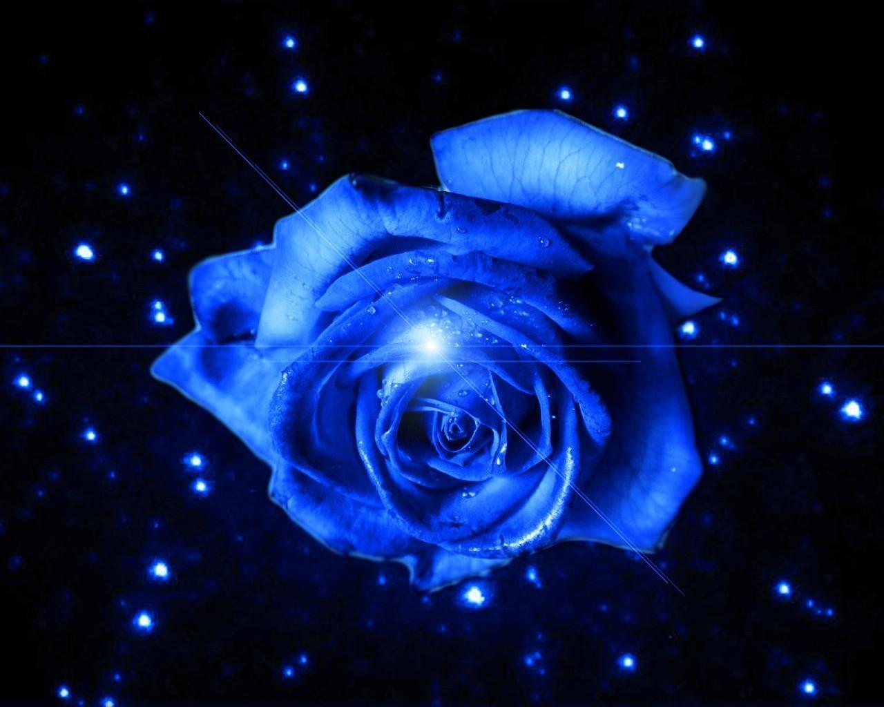 1280x1024 Free download blue rose up of a white rose desktop blue rose HD wallpaper for blue [1280x1024] for your Desktop, Mobile & Tablet. Explore Blue Rose Wallpaper for Desktop