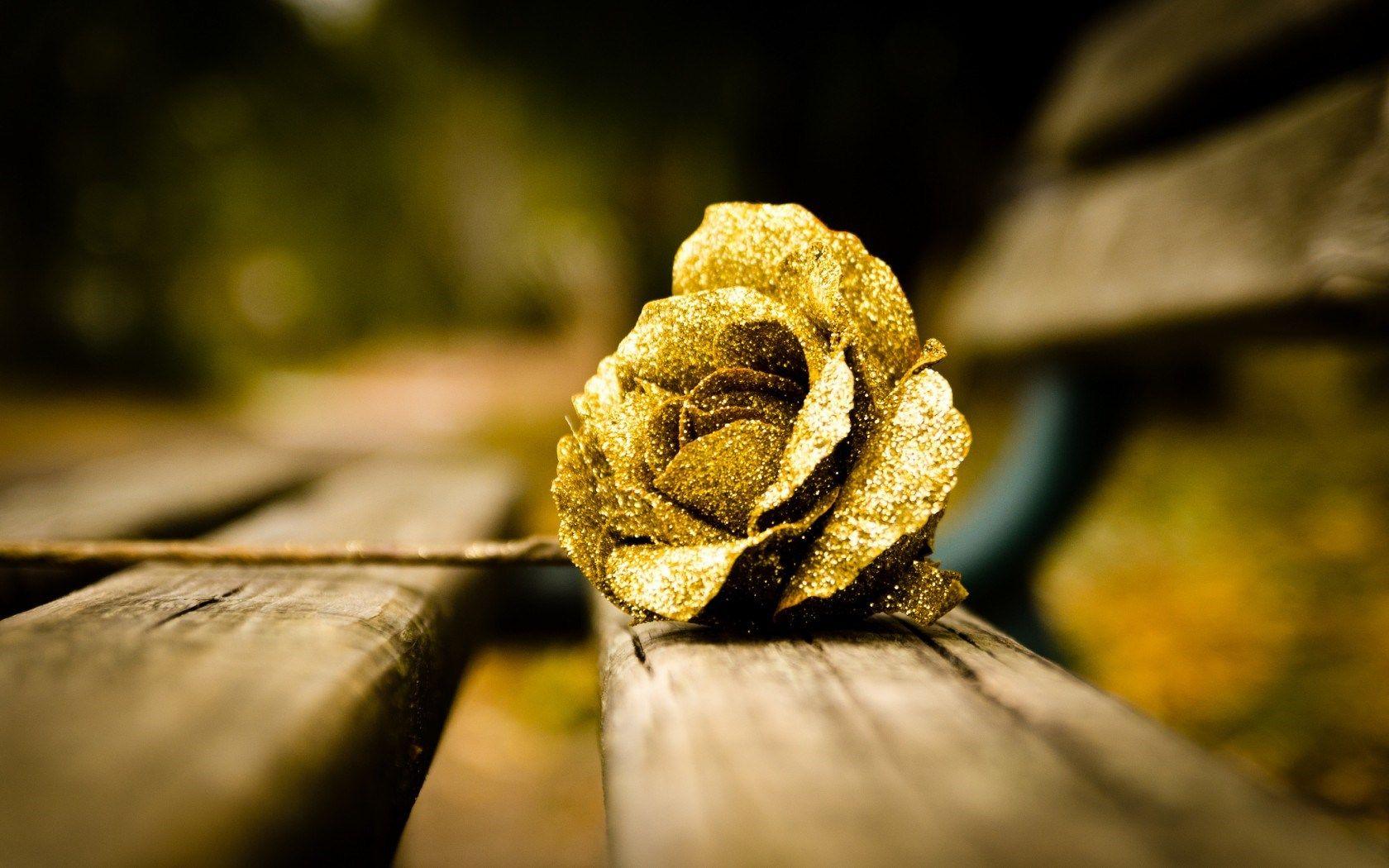 1680x1050 Flower Gold Rose Mood