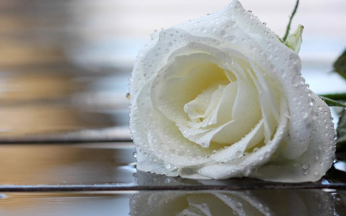1440x900 White Rose Rose Ultra HD Wallpaper & Background Download