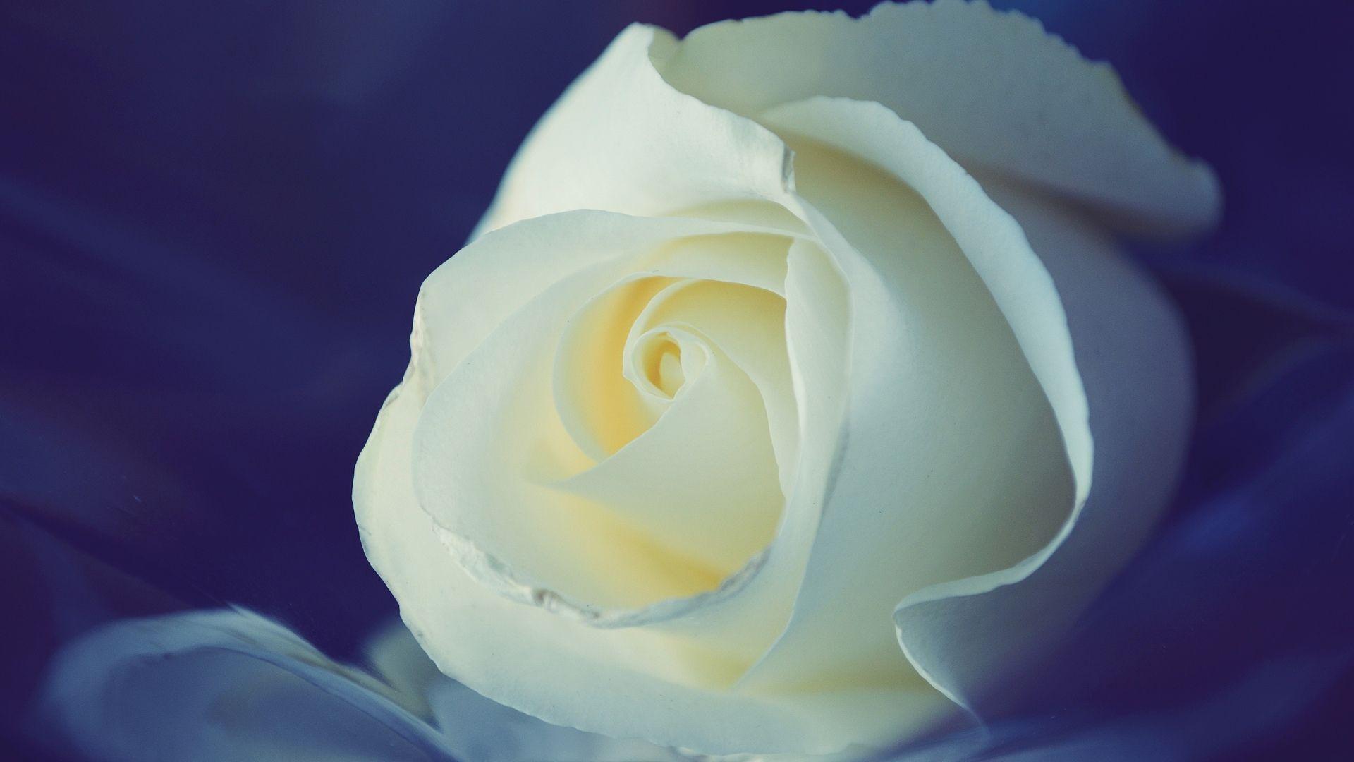 1920x1080 White Rose Desktop Background. Snow White Wallpaper, White Wallpaper and Pink White Wallpaper