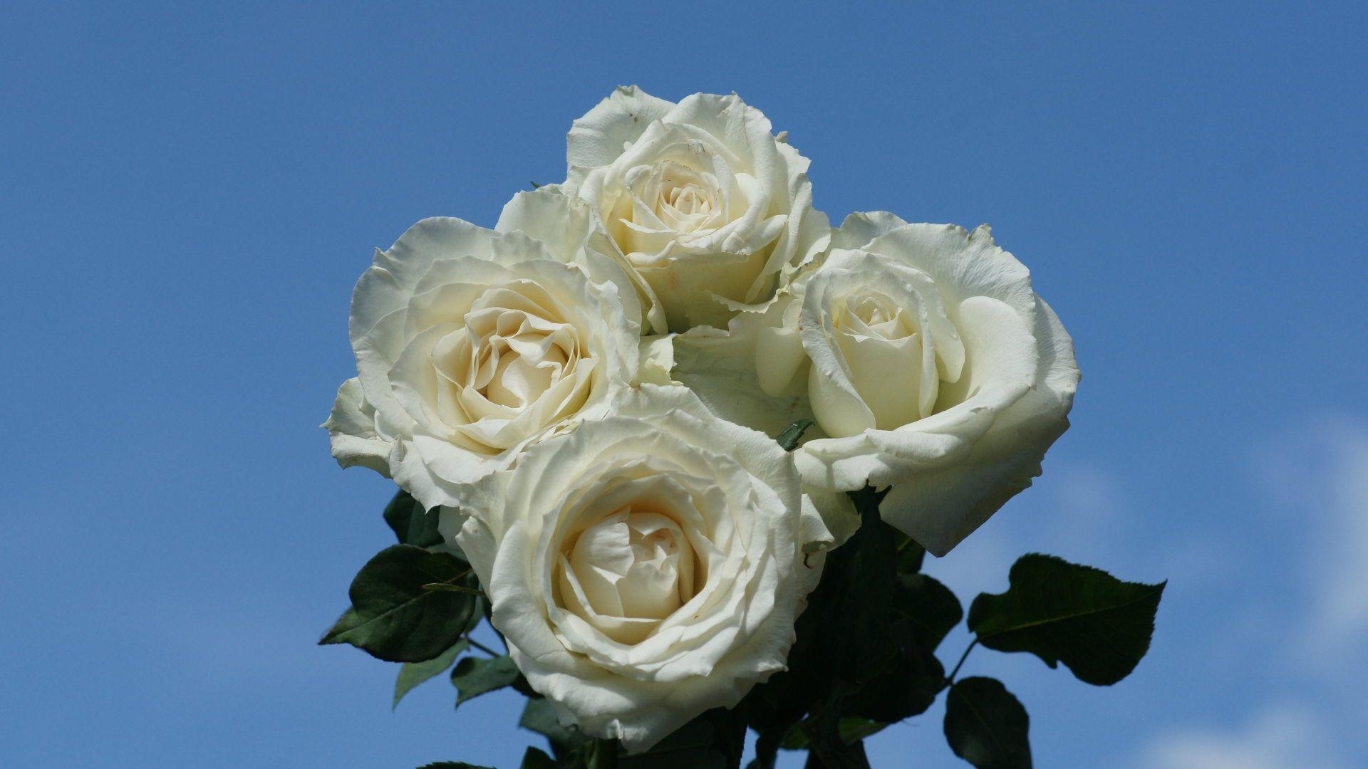 1920x1080 Rose wallpaper