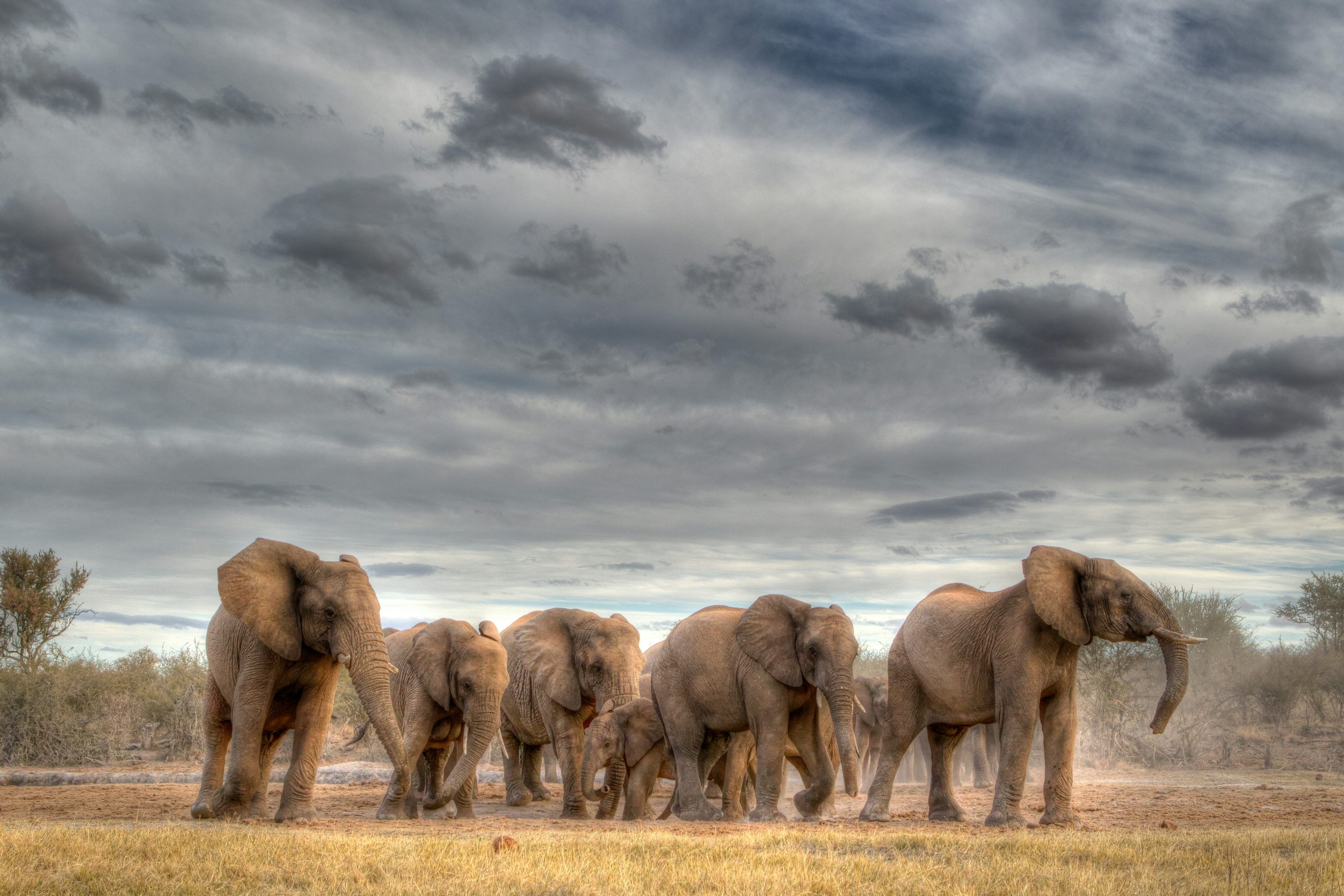 3000x2000 Herd Of Elephant Picture. Download Free Image