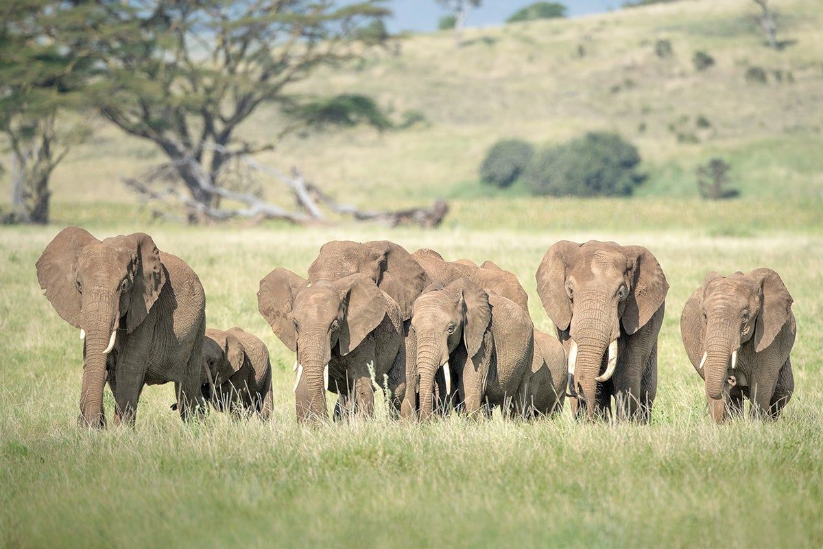 1200x800 Herd's the Word. San Diego Zoo Wildlife Alliance
