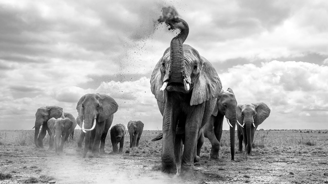 1280x720 Playful and Powerful Photo to Celebrate World Elephant Day