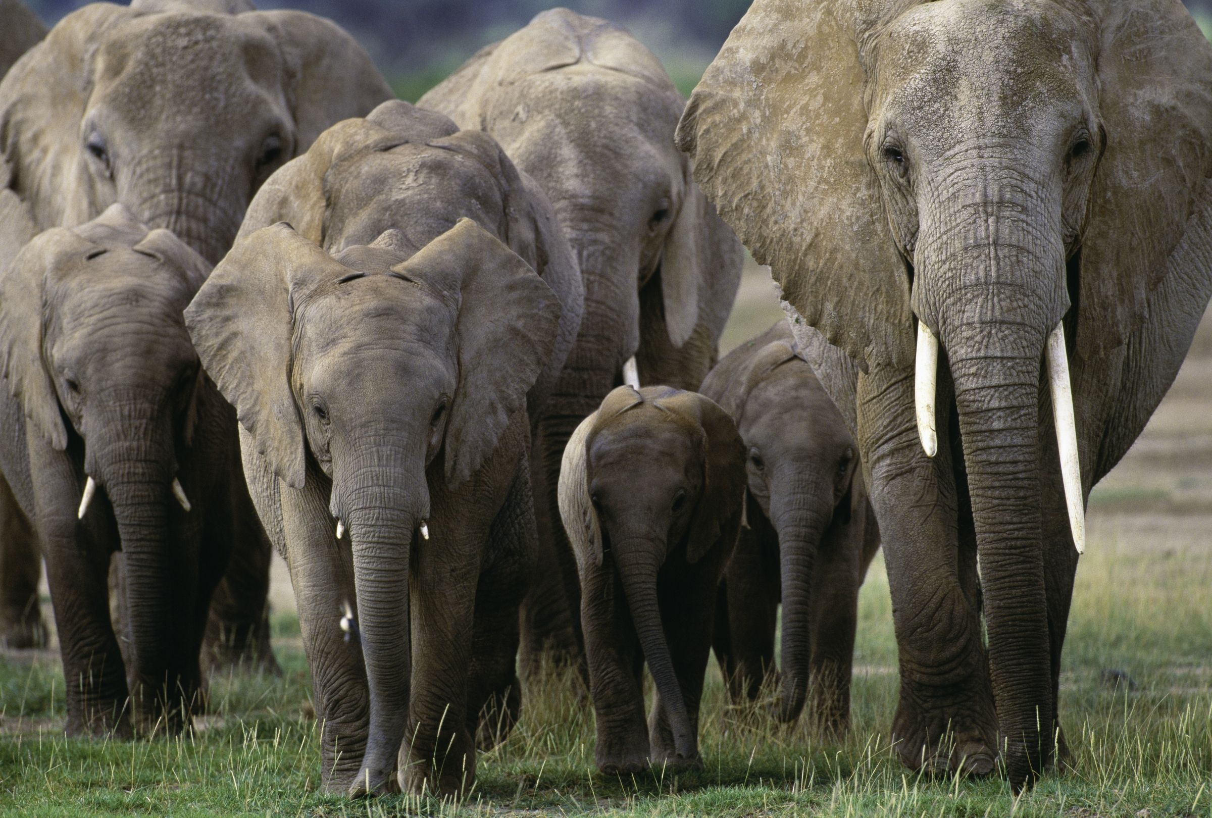 2400x1620 African Elephant Herd, Amboseli National Park, Kenya