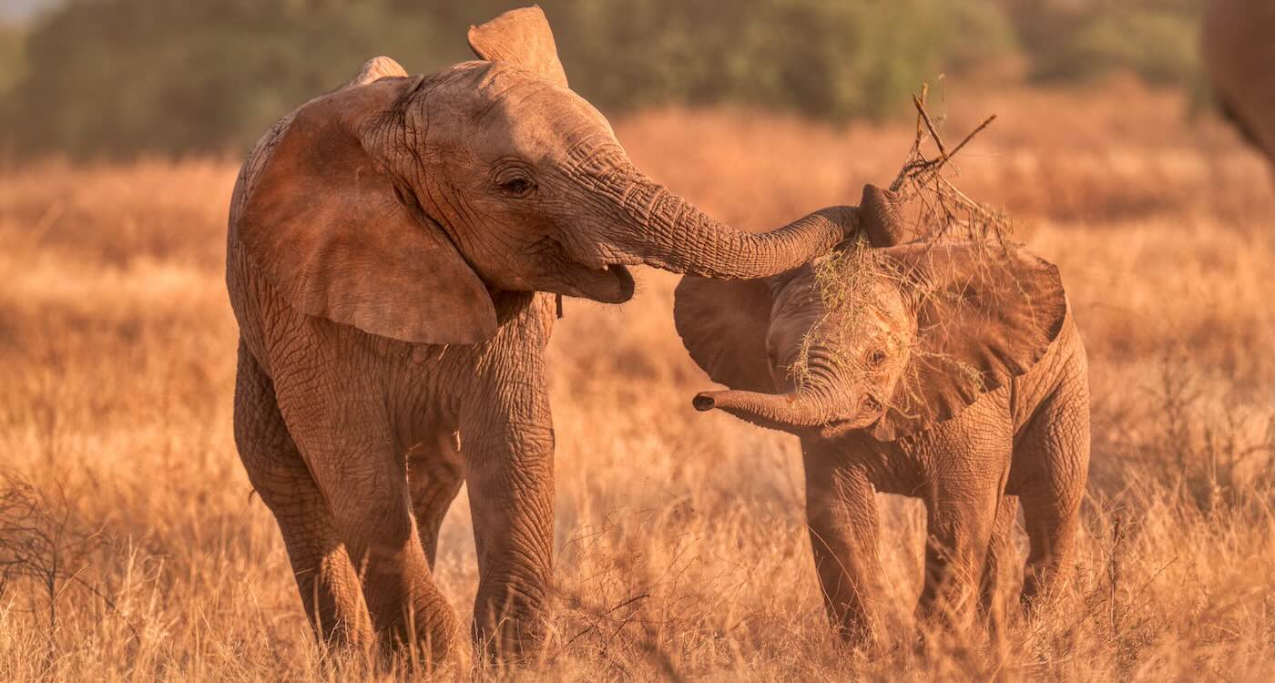 1400x750 Photographer Captures Picture of World's Happiest Elephant Herd (LOOK)