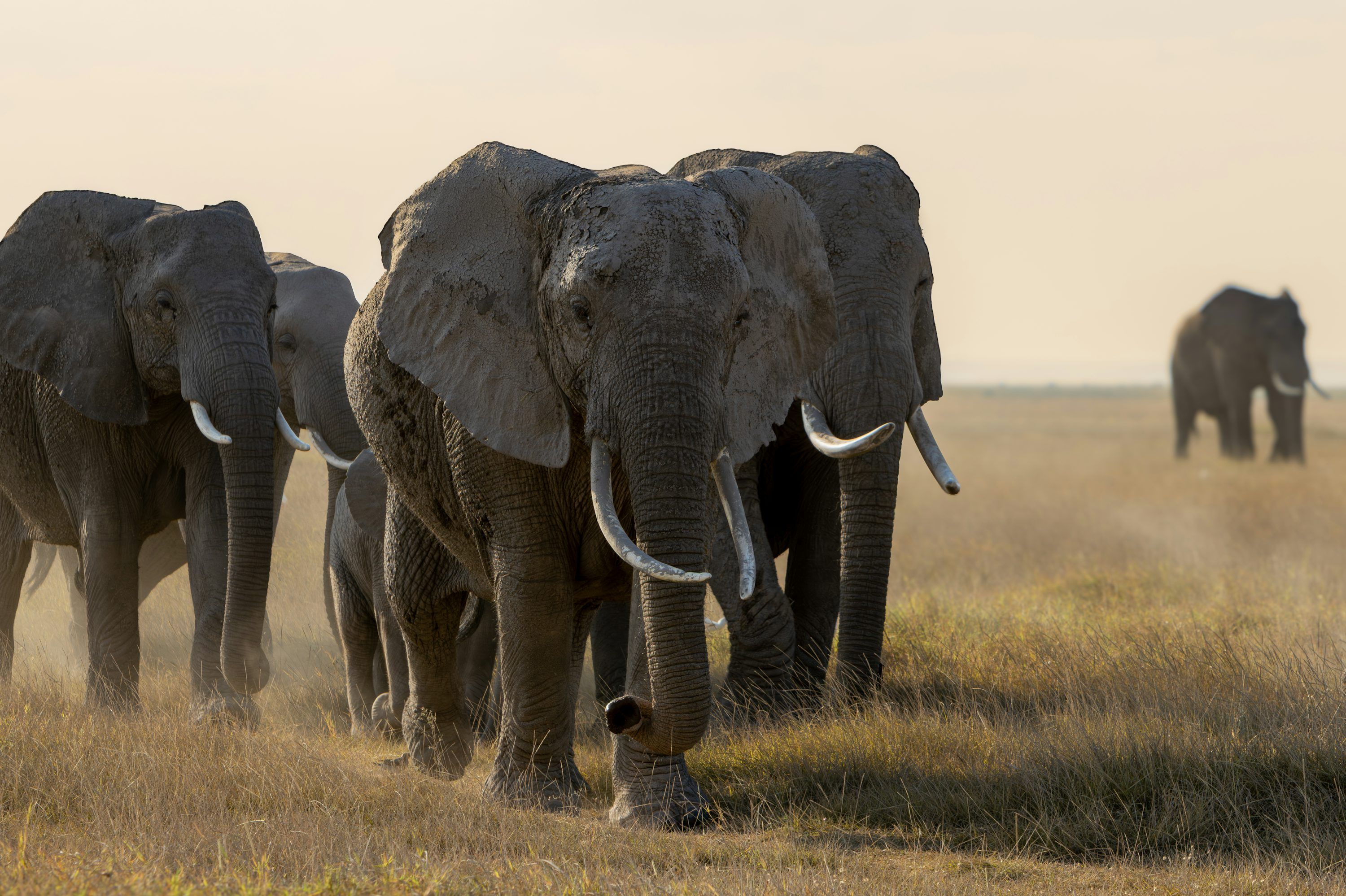 3000x1998 A herd of elephants walking across a dry grassy plain. photo