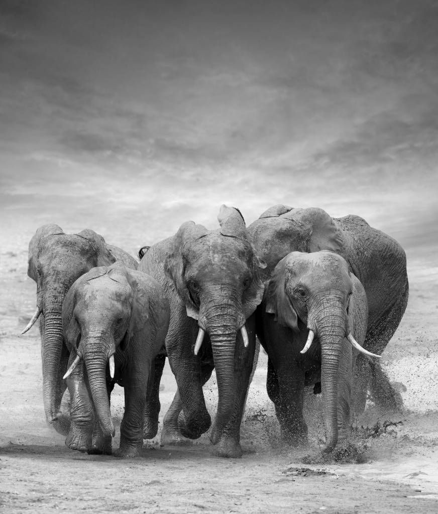 872x1024 Herd of elephants