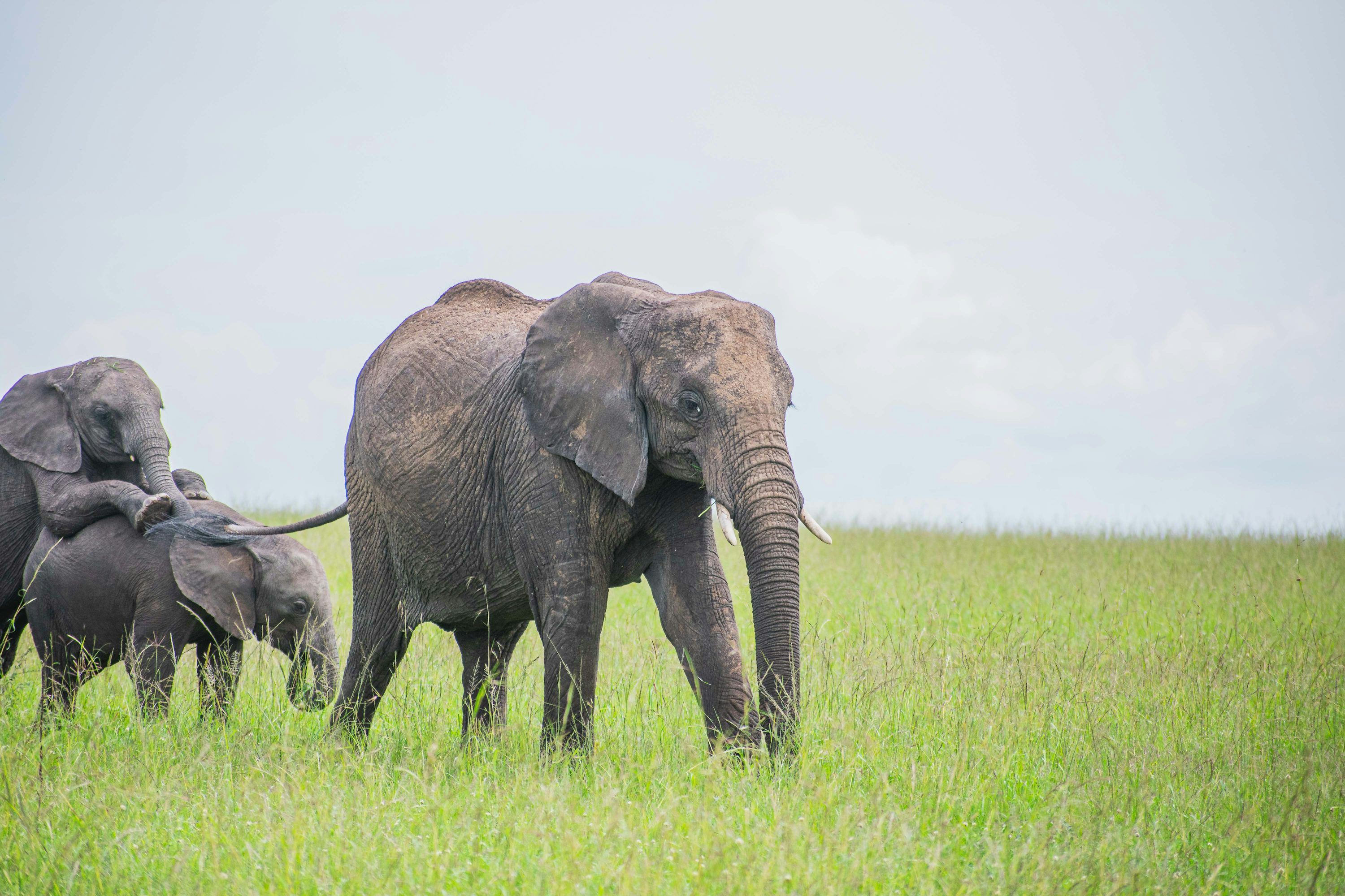 3000x2000 A herd of elephants walking across a lush green field photo