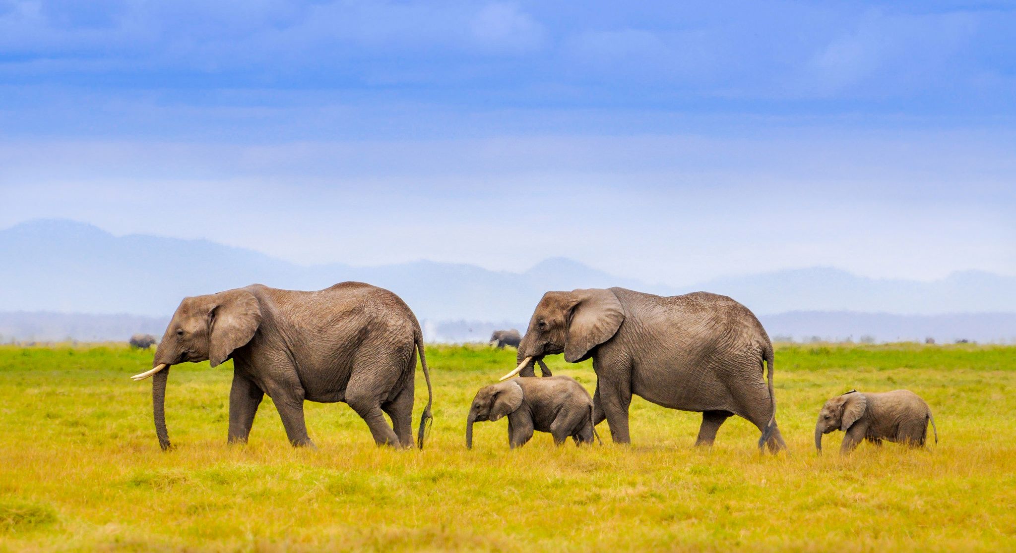 2048x1116 Wallpaper landscape, mountains, elephant, family, Africa for mobile and desktop, section животные, resolution 2048x1116