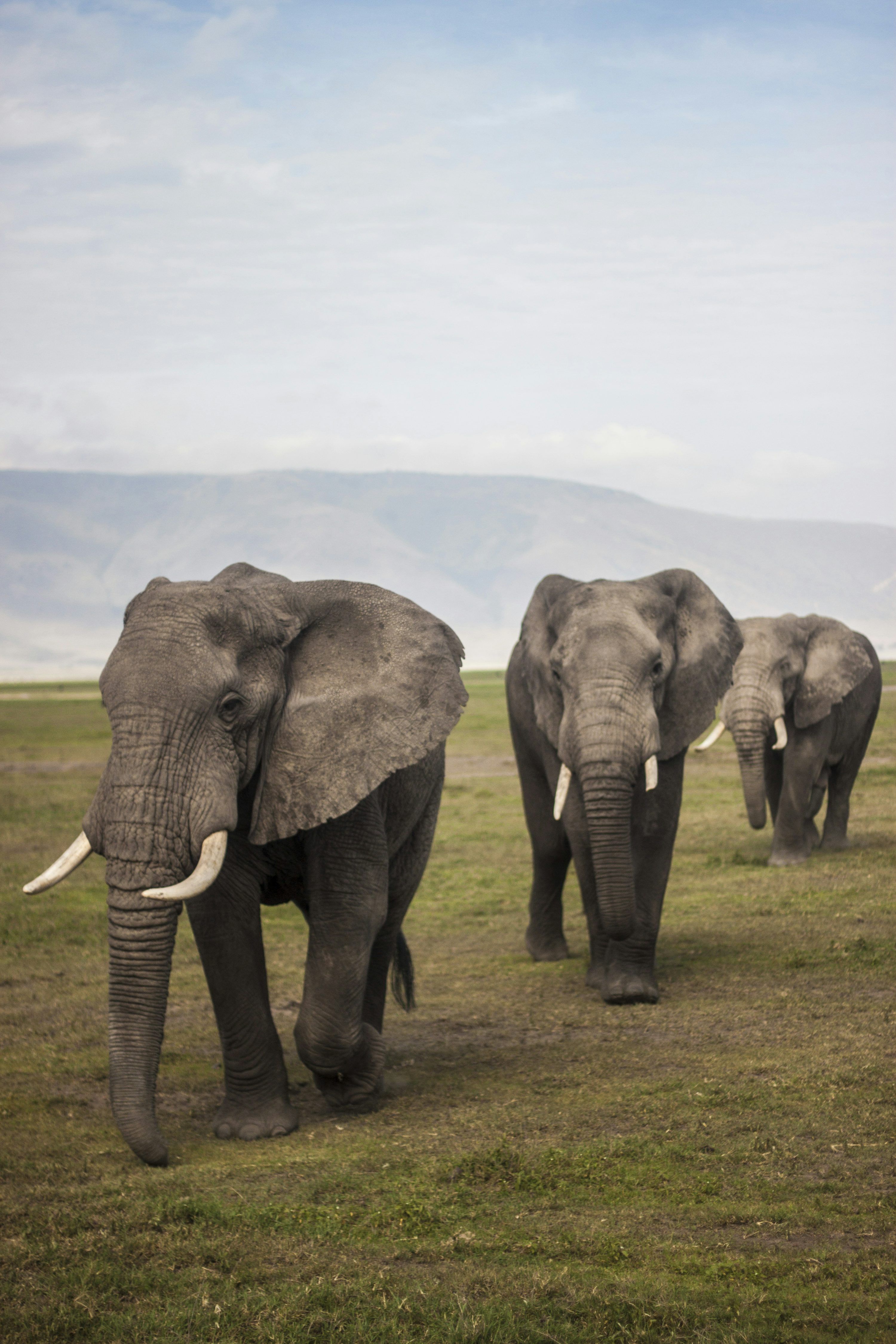 3000x4500 Elephant Herd Picture. Download Free Image