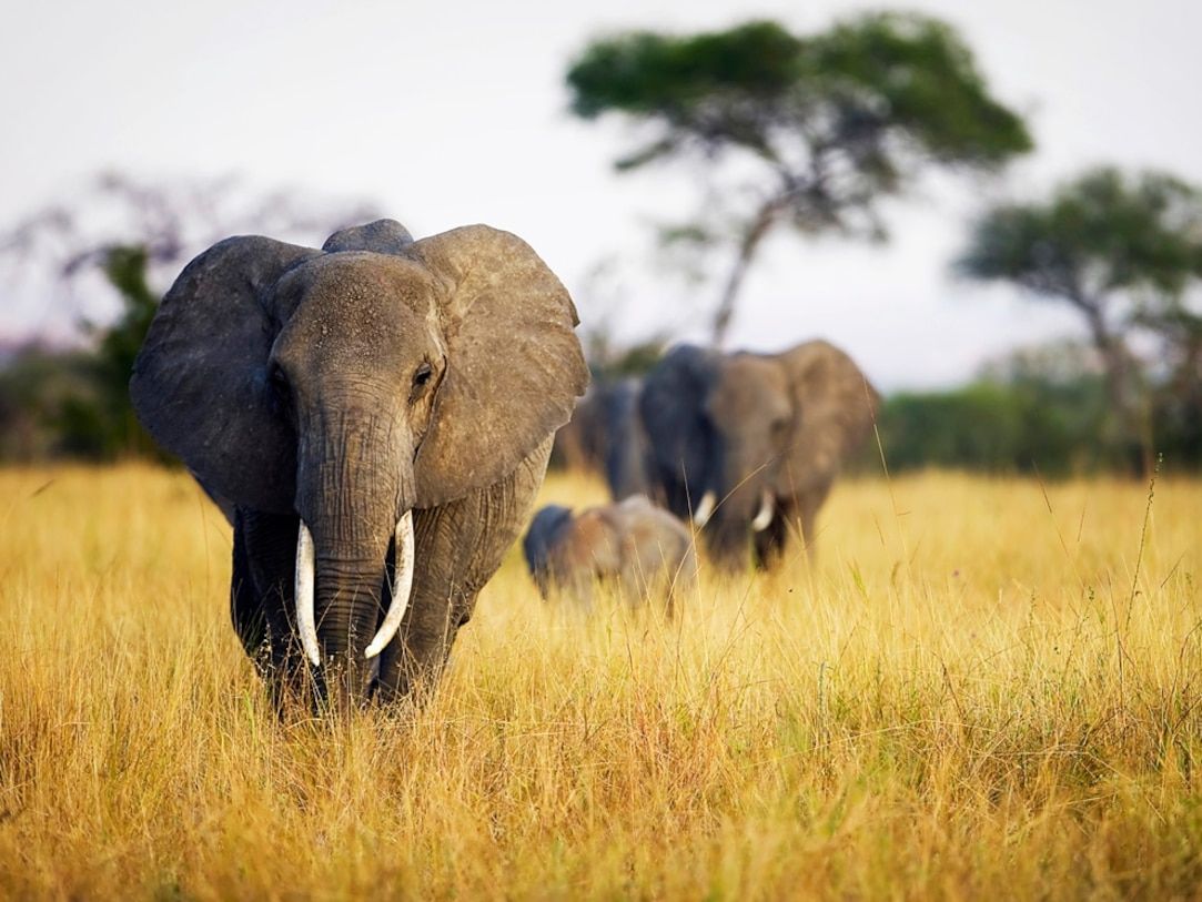 1083x813 Herd of Elephants, Tanzania