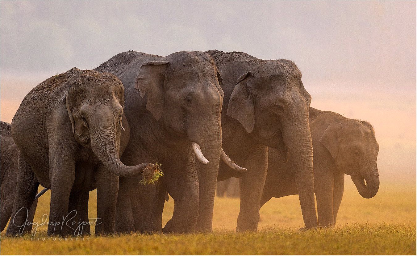 1351x832 Asian Elephants herd Critiques Photographers Network