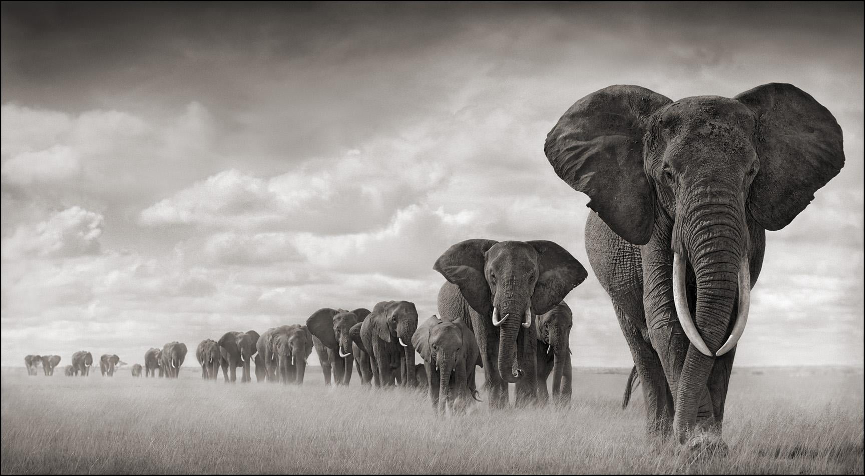 1728x951 Grayscale photo of herd of elephants HD wallpaper
