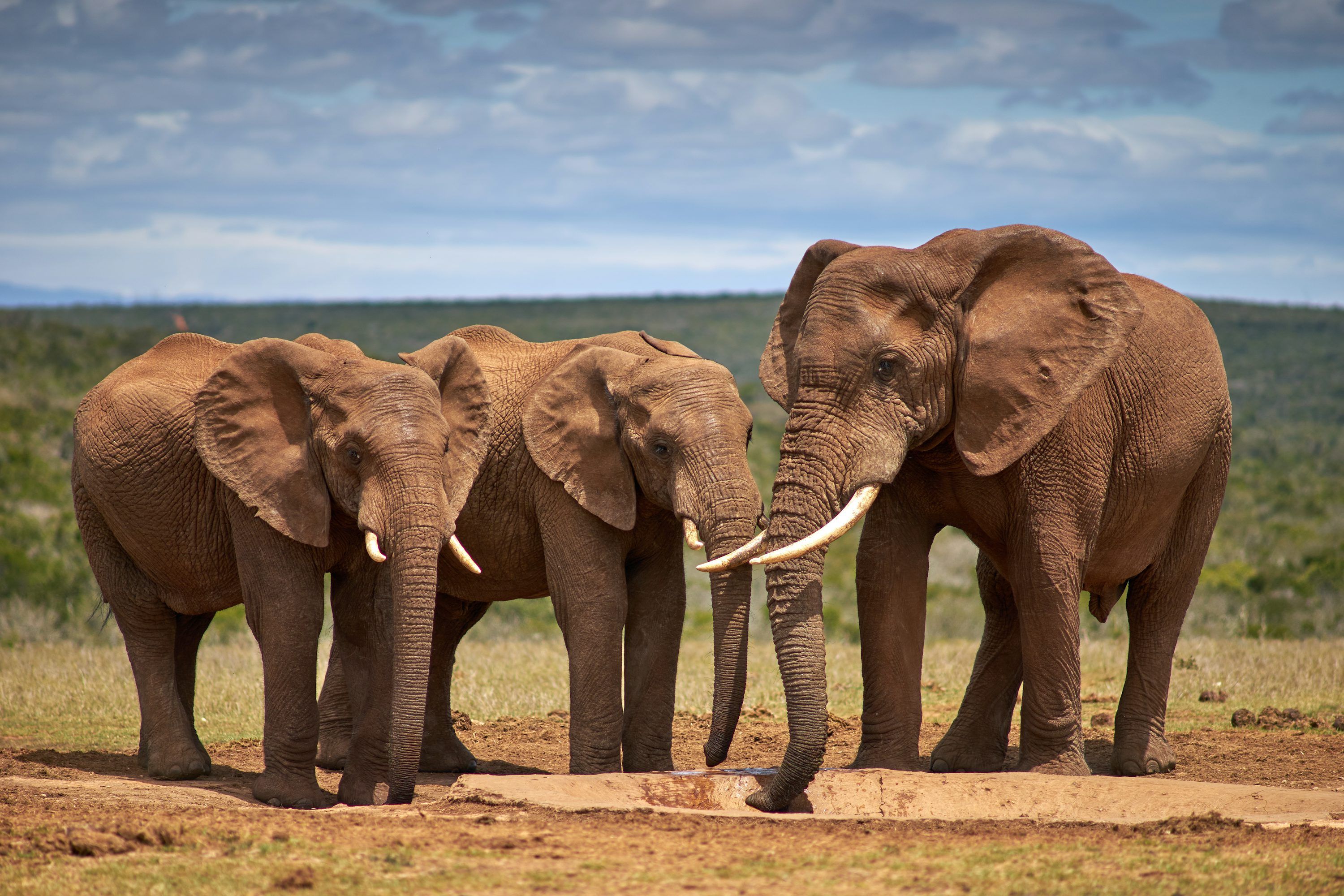 3000x2000 Herd Of Elephant Picture. Download Free Image