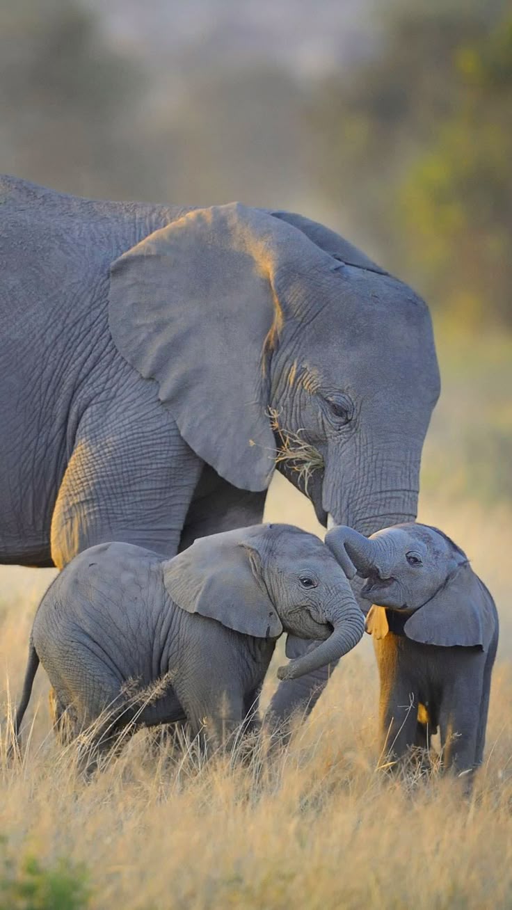 736x1308 VETPAW: Saving & Protecting Wildlife. Unconventional Methods and Synergetic Technology. Cute elephant family moment