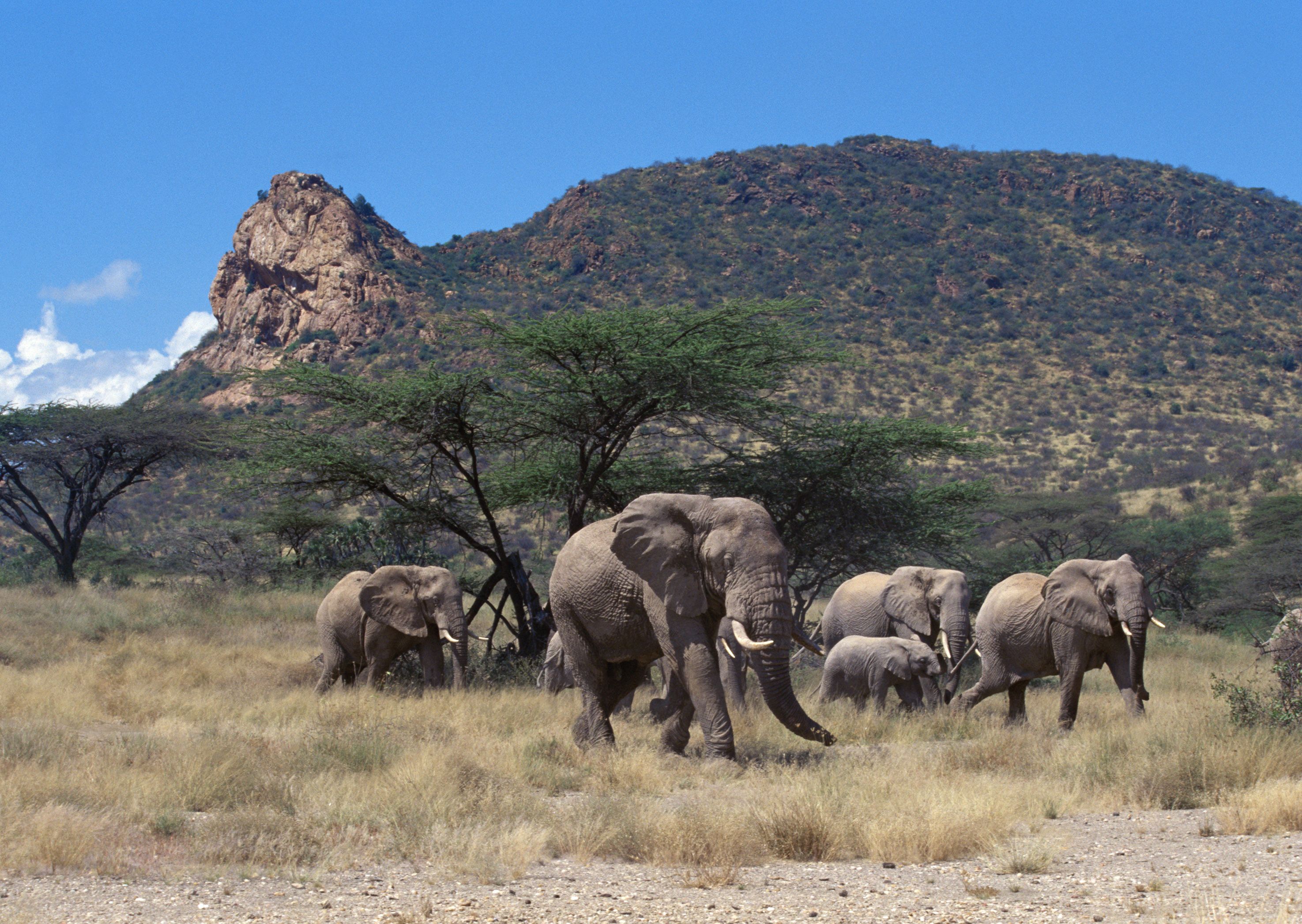 2950x2094 Elephant Herd Wallpaper​-Quality Free Image and Transparent PNG Clipart