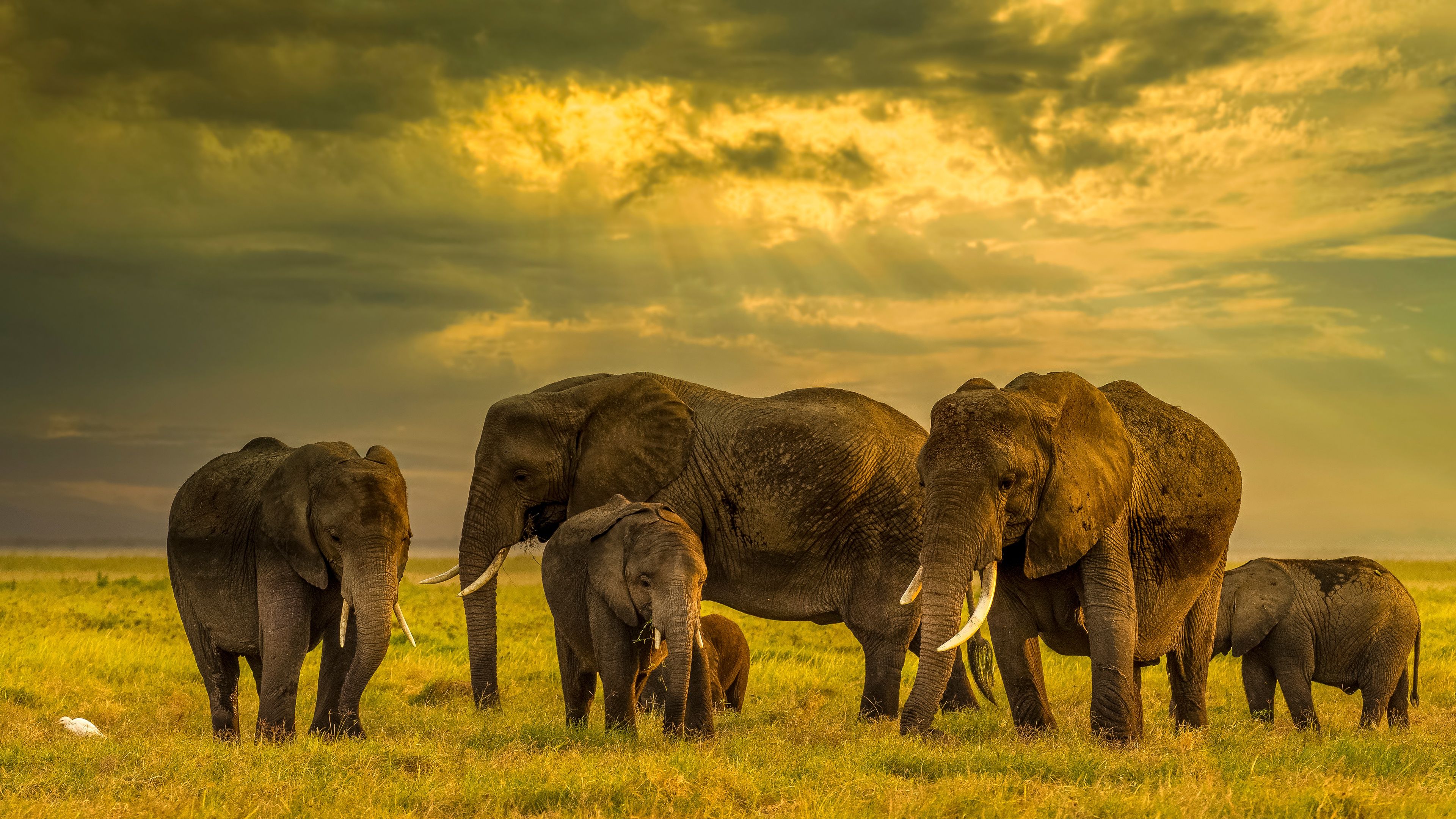 3840x2160 Wallpaper field, elephant, family, the herd, the elephant, elephant, a herd of elephants for mobile and desktop, section животные, resolution 3840x2160