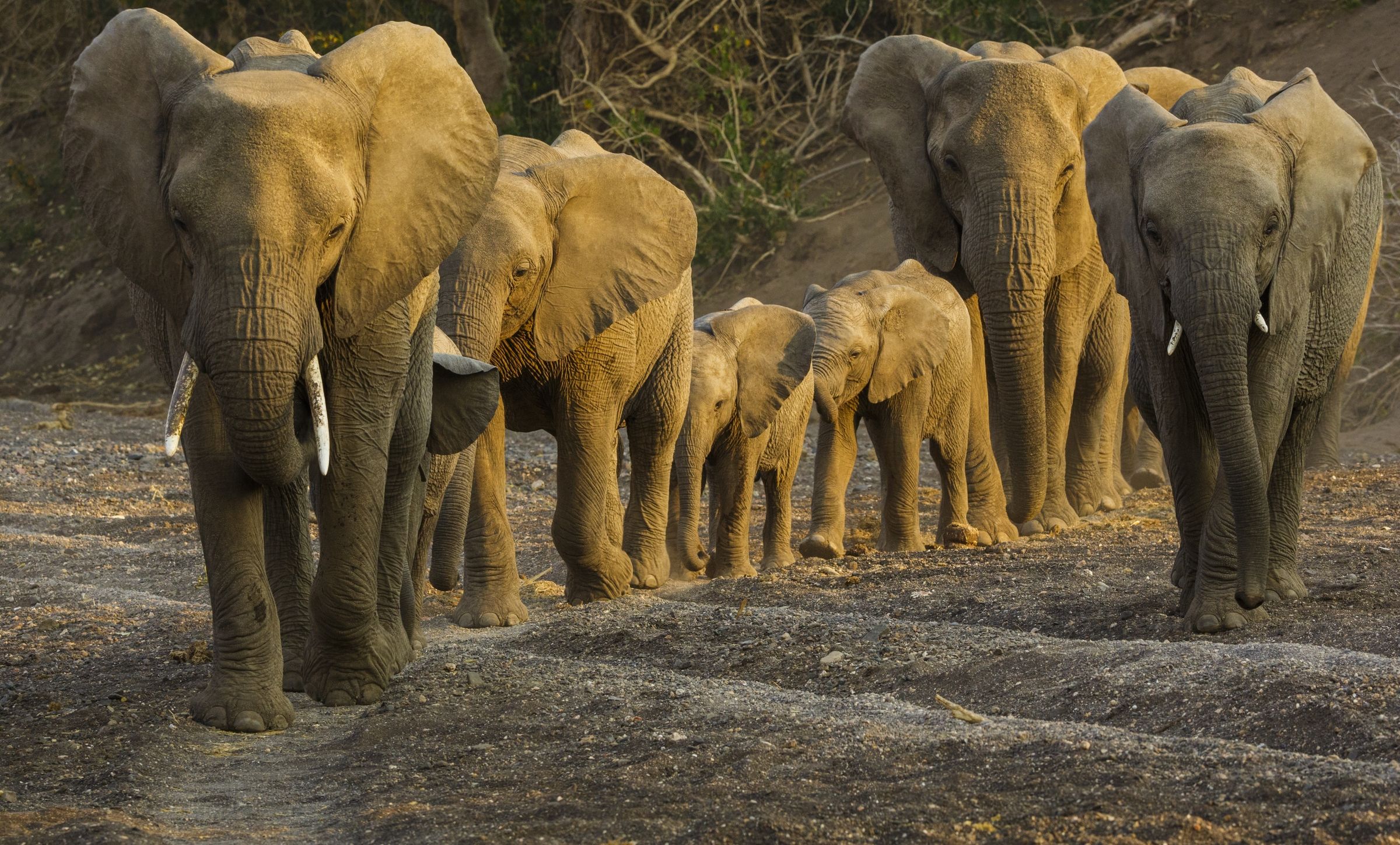 2400x1449 Elephant Herd