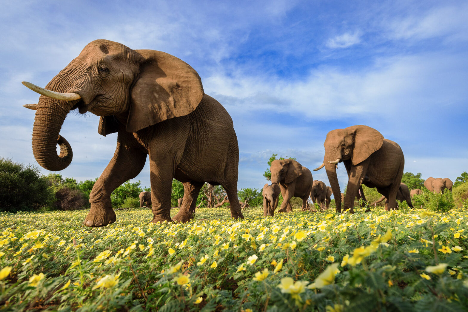 1568x1046 Buy Wildlife low angle photography of a herd of elephants walking through a carpet of yellow devil's thorn flowers