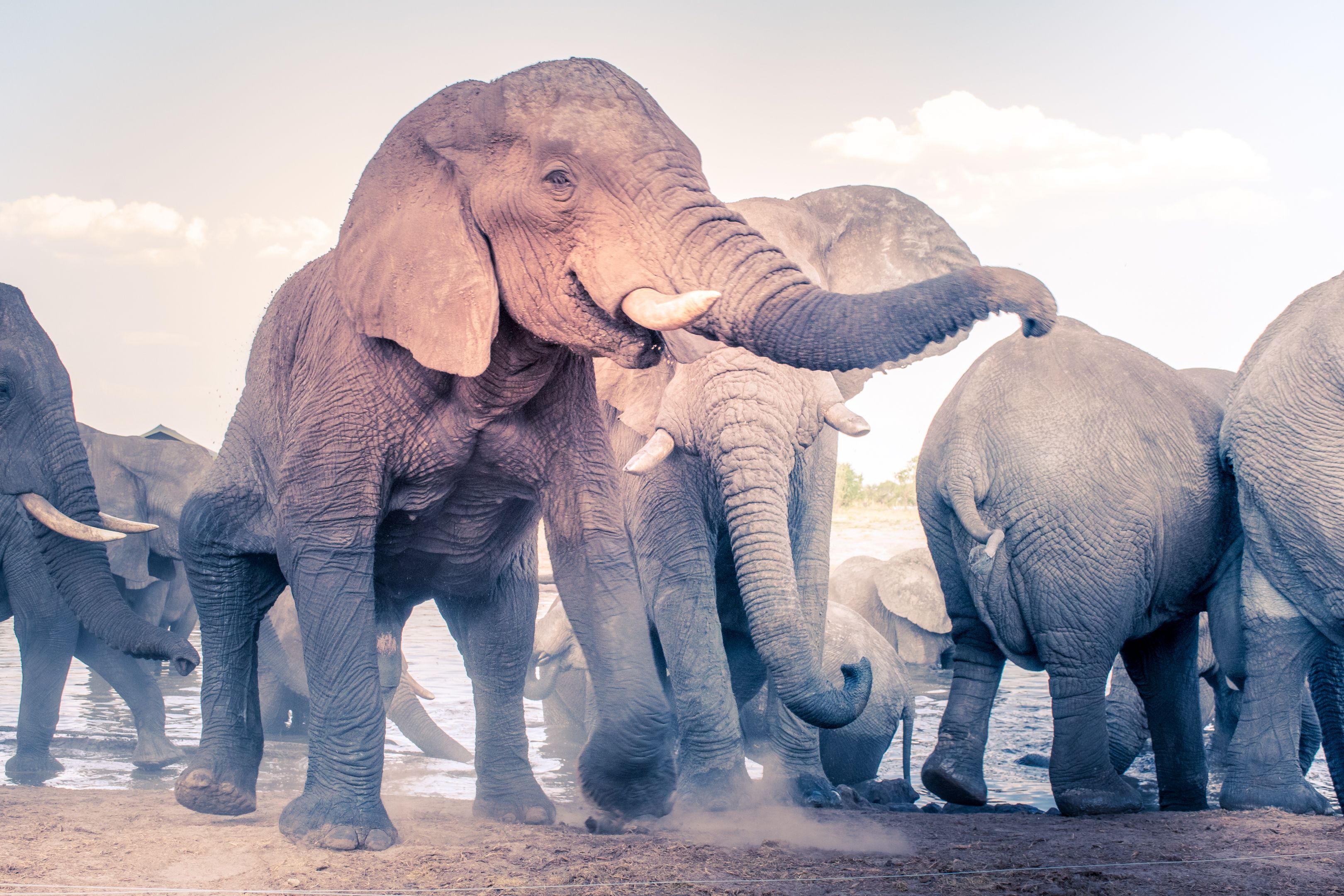3240x2160 Group of Immense Elephants · Free