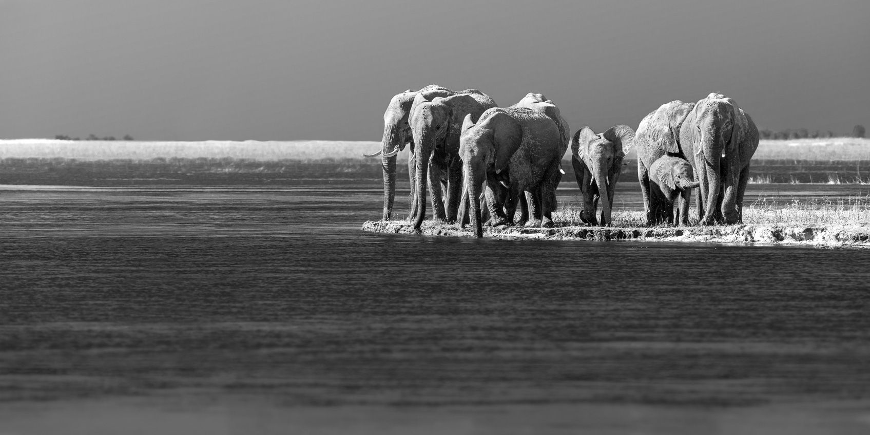 1695x847 Long Black & White Elephant Herd Fine Art Print