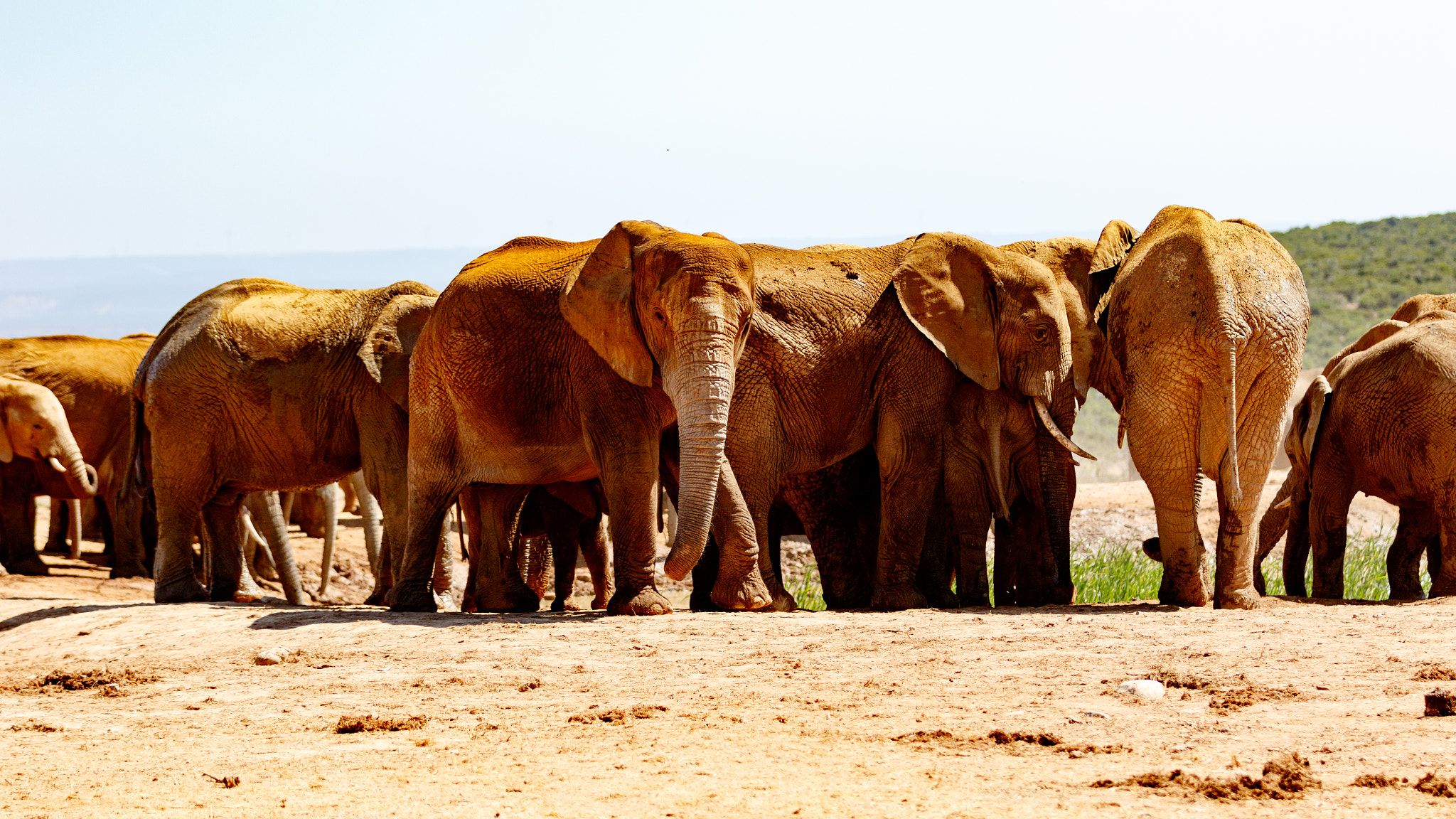 2048x1152 Elephant Herd.jpeg