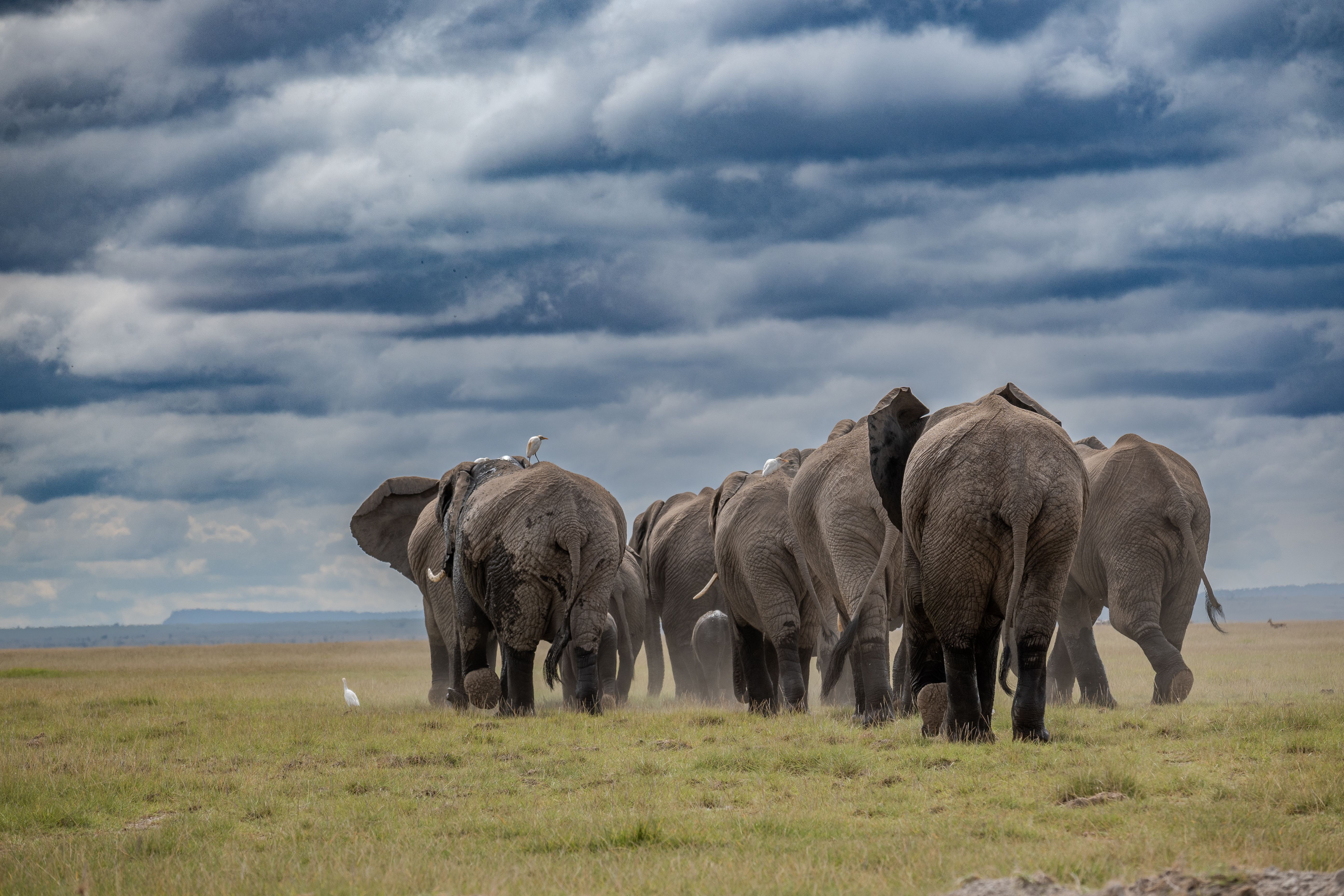 5568x3712 Herd of Elephants on Plains · Free