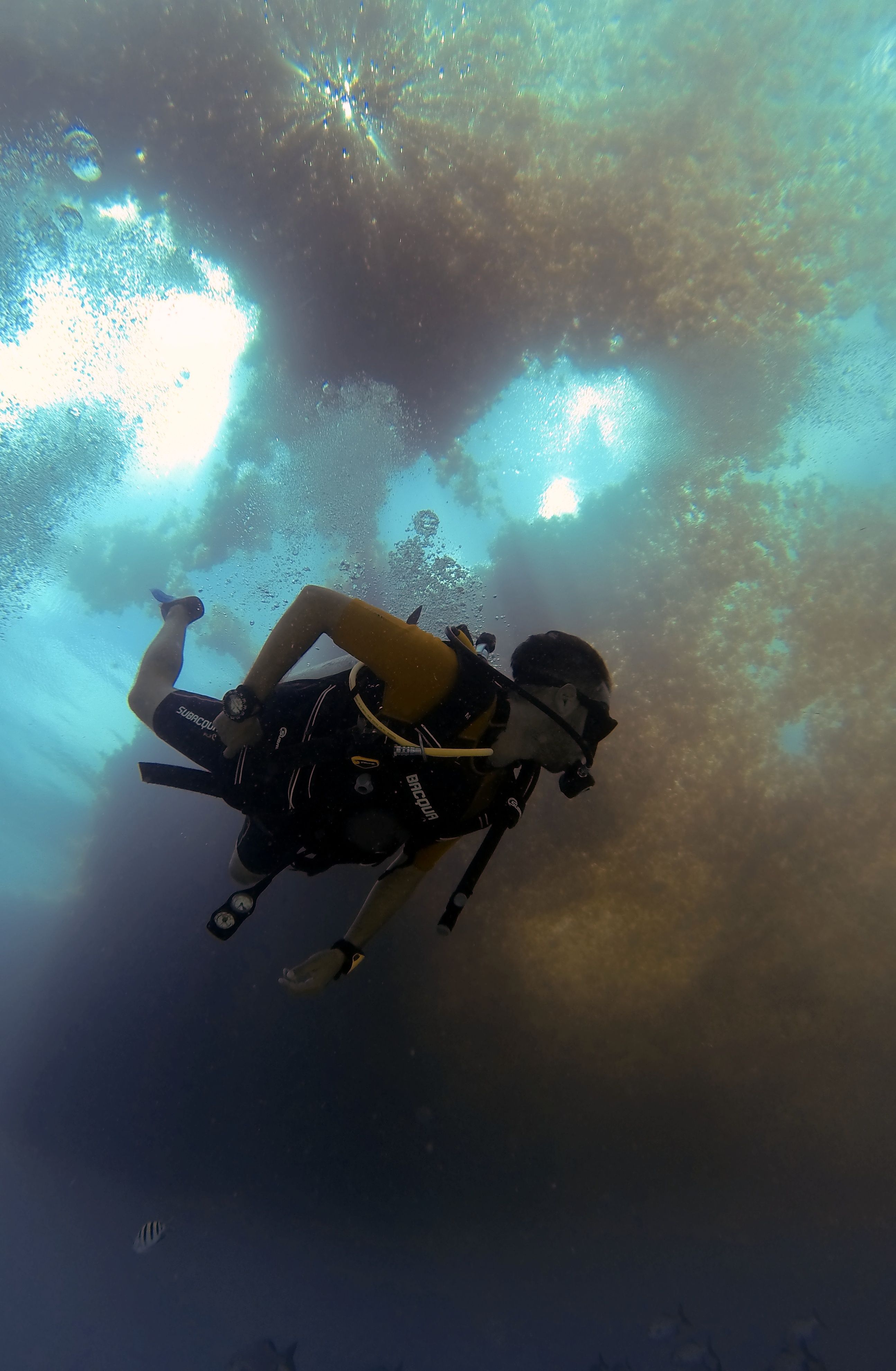 2589x3962 Deep Diving Photo, Download The BEST Free Deep Diving & HD Image